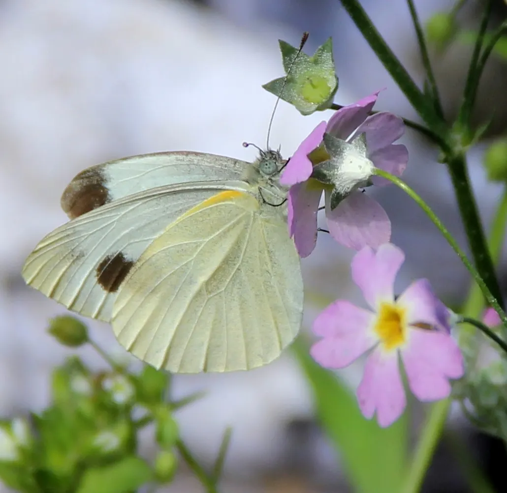 Fairy Or Baby Primrose (Primula Malacoides) — and form a lush ground-level cluster from which the flower stems arise.<br><br>The standout feature of P