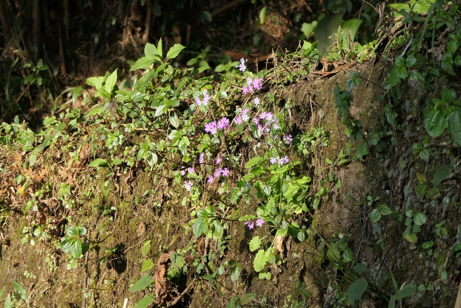 Fairy Or Baby Primrose (Primula Malacoides) — Preferring partial shade and moist, well-drained soil, it excels as an understory planting in zones 4-8; blooming