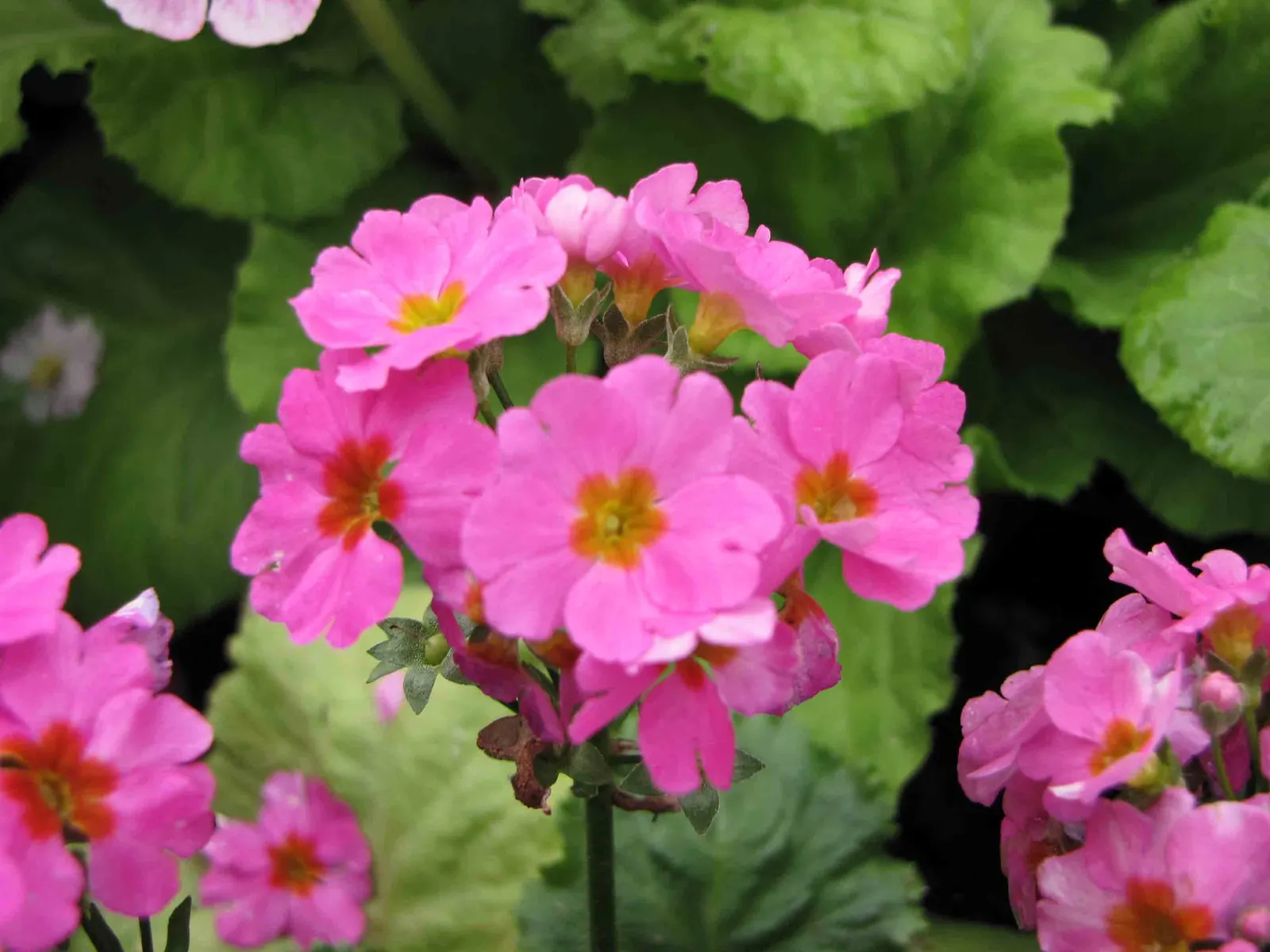 Fairy Or Baby Primrose (Primula Malacoides) — Its leaves are lightly textured