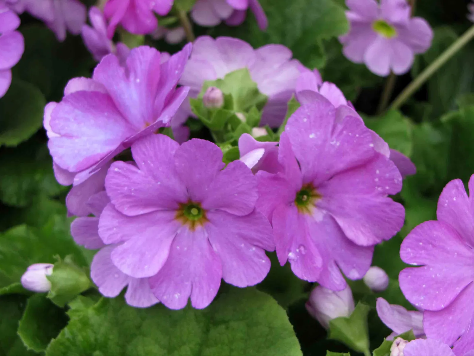 Fairy Or Baby Primrose (Primula Malacoides) — Primula malacoides, known as Fairy or Baby Primrose, is a delicate perennial reaching 10-12 inches in height