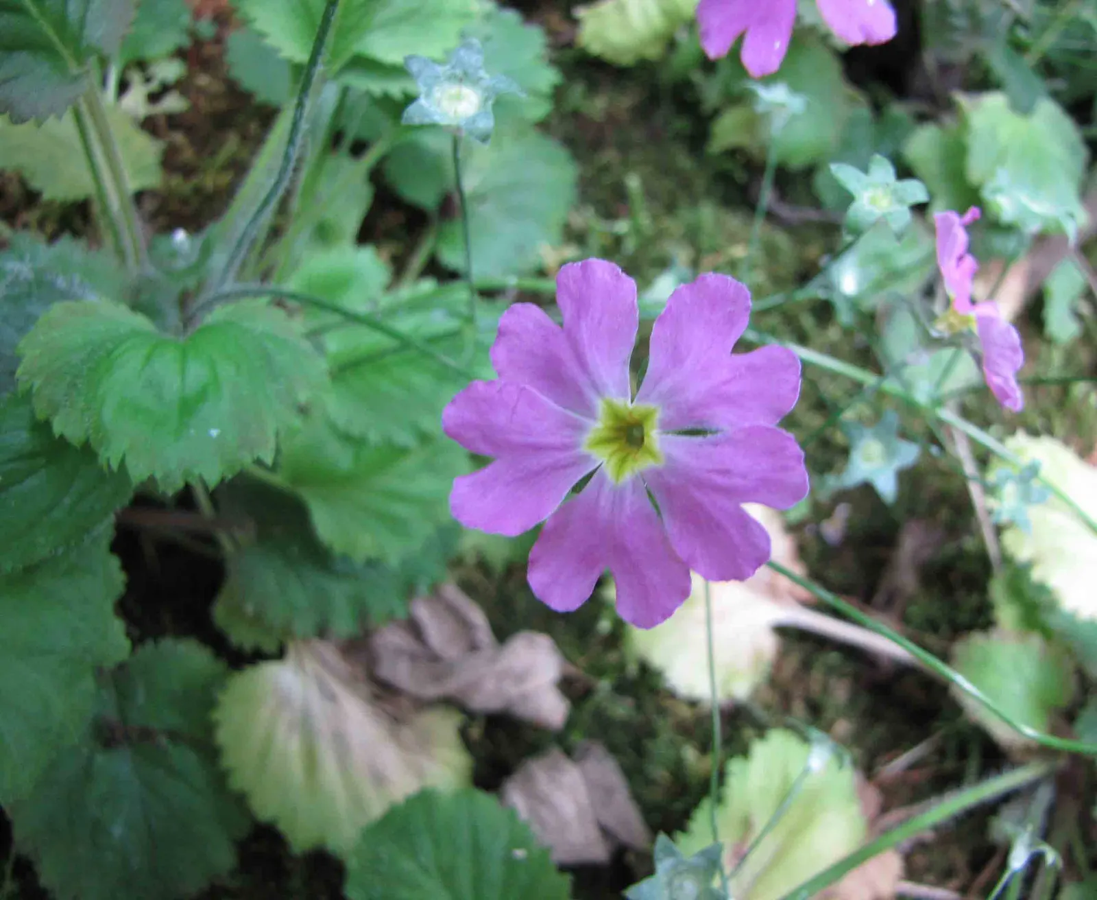 Fairy Or Baby Primrose (Primula Malacoides) — Native to the cool highlands of Yunnan; blooming early winter through spring