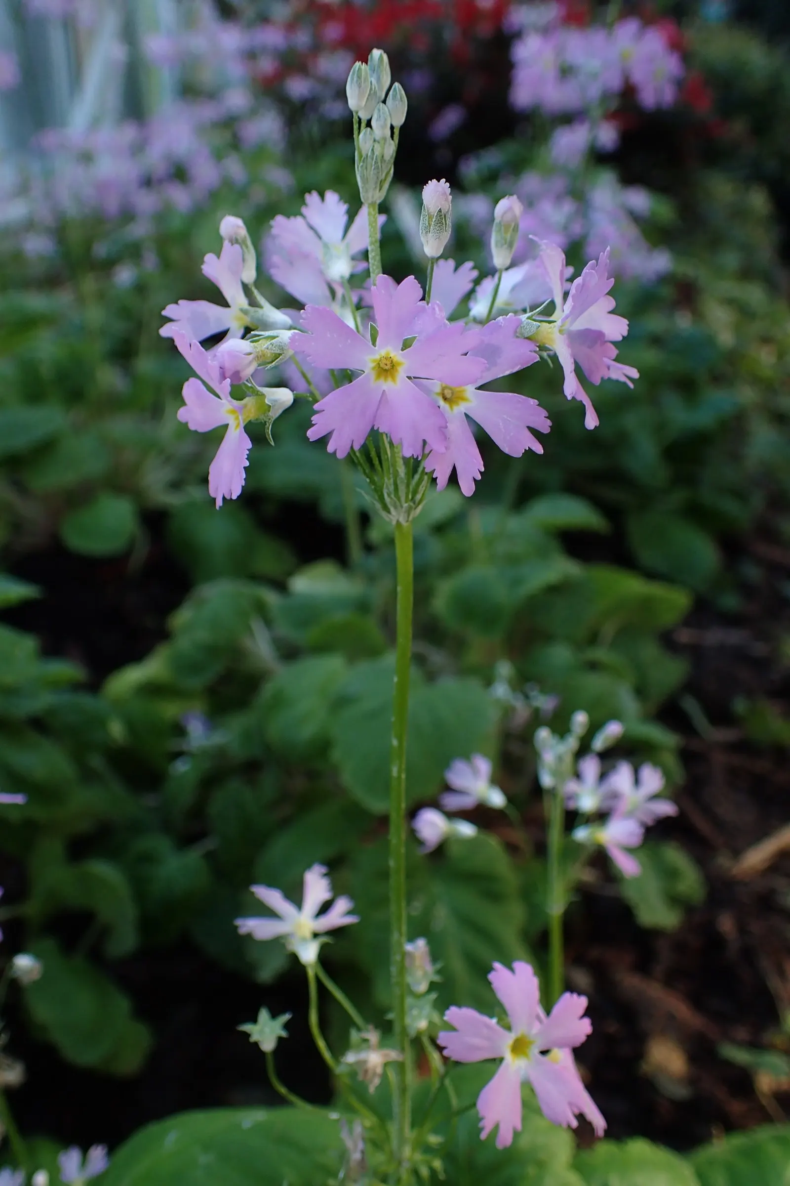 Fairy Or Baby Primrose (Primula Malacoides) — annual / perennial with pink blooms