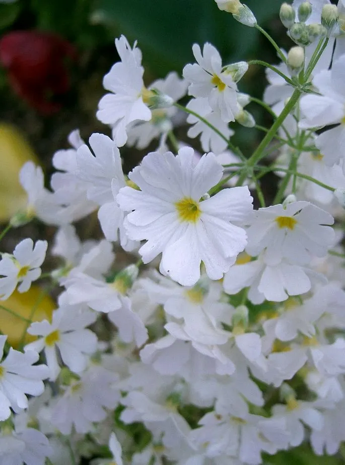 Fairy Or Baby Primrose (Primula Malacoides) — commonly known as Fairy Primrose or Baby Primrose