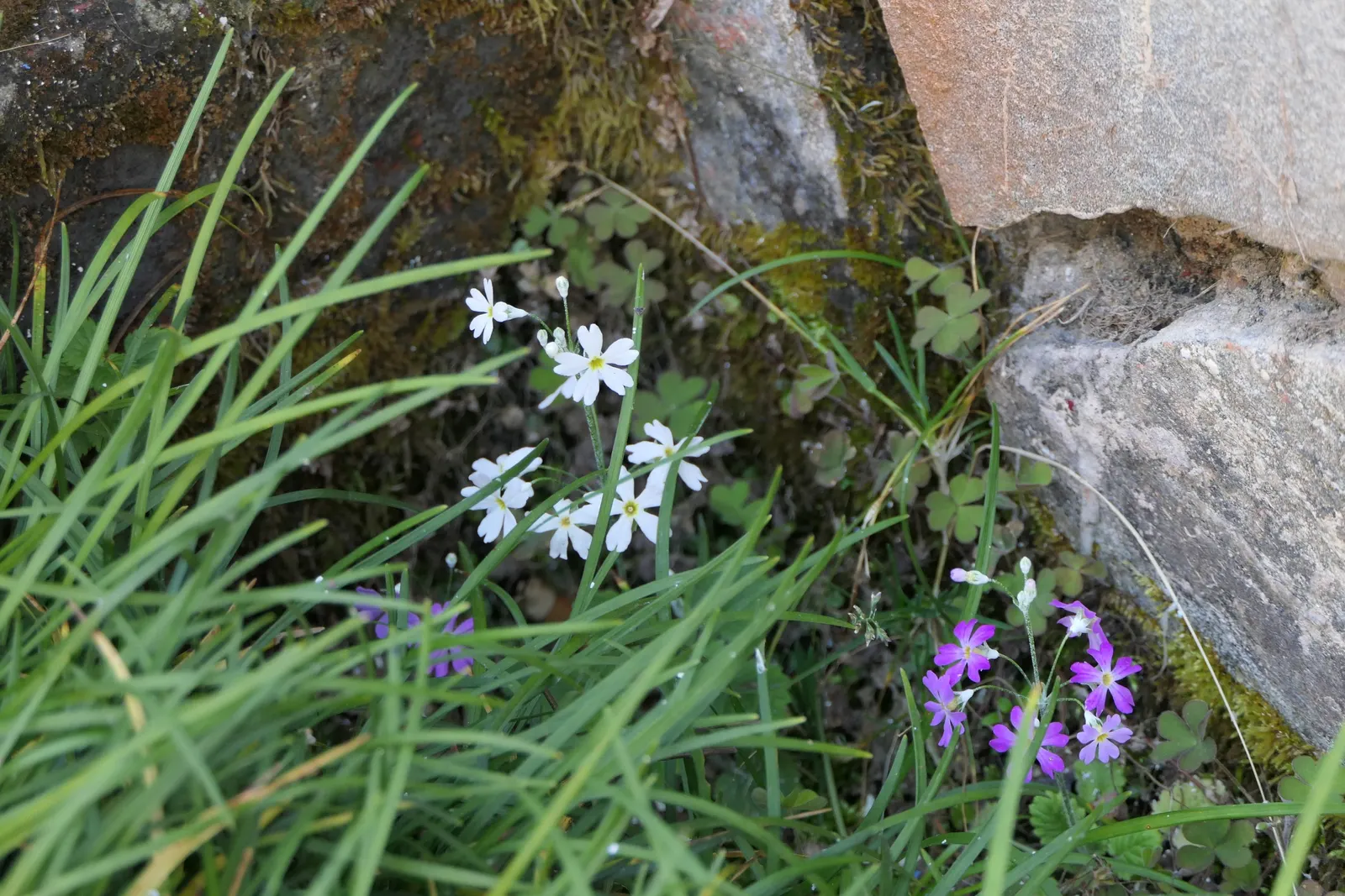 Fairy Or Baby Primrose (Primula Malacoides) — These blooms present in a variety of hues including pink