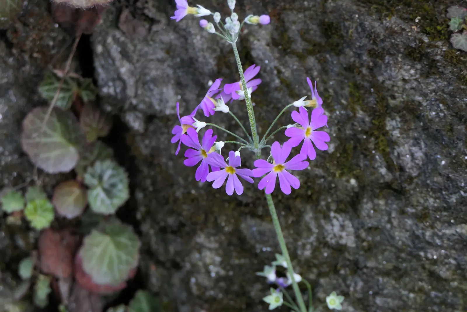 Fairy Or Baby Primrose (Primula Malacoides) — growing about 2 to 3 inches long