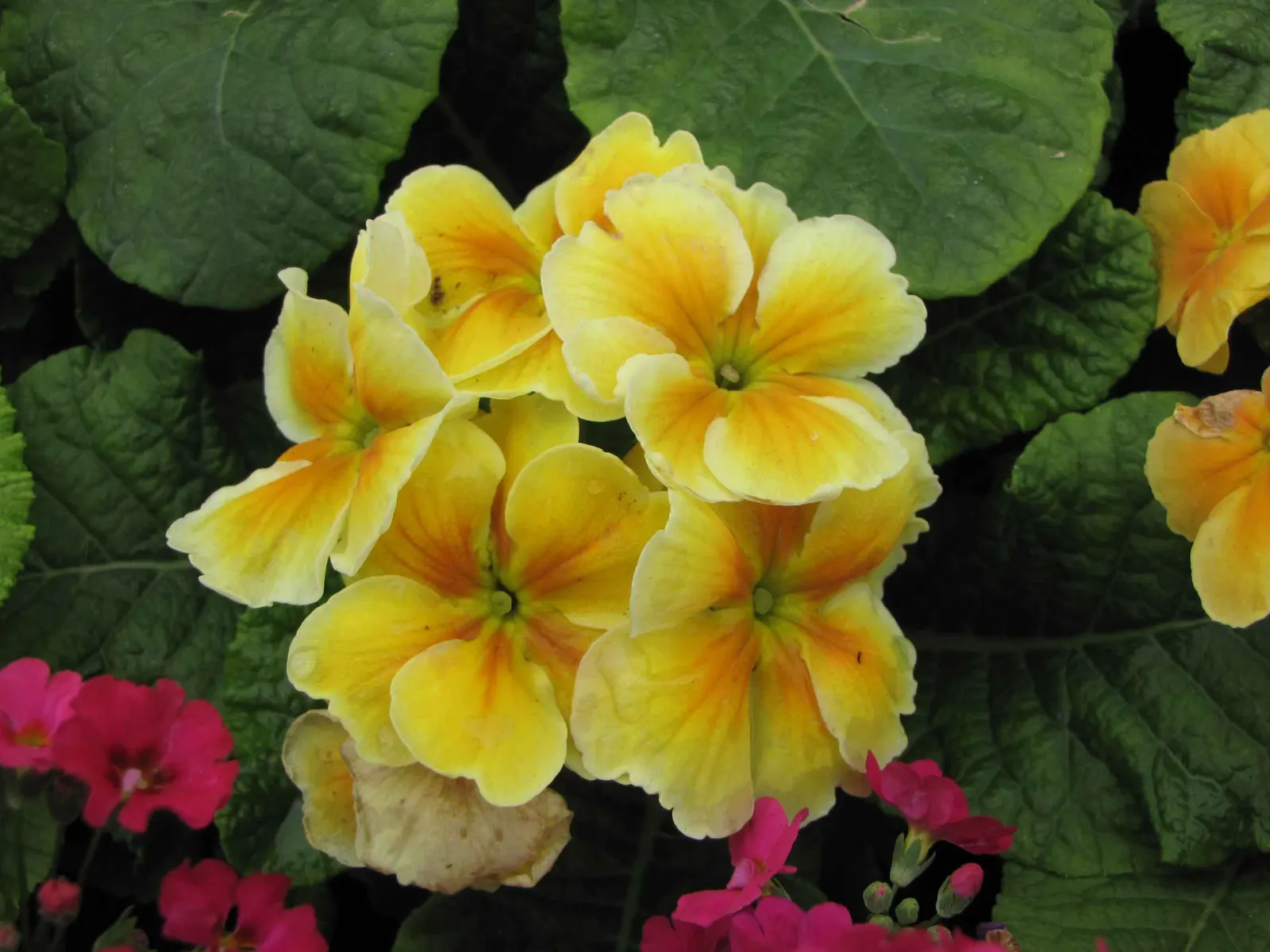 Fairy Or Baby Primrose (Primula Malacoides) — the Fairy Primrose is an excellent choice for border fronts