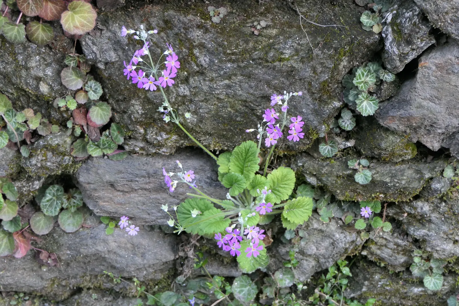 Fairy Or Baby Primrose (Primula Malacoides) — is a charming biennial plant that offers a delicate touch to any landscape design