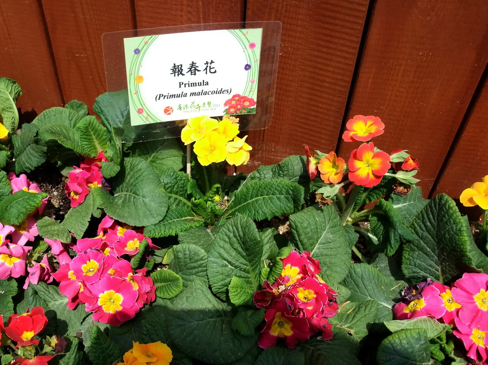 Fairy Or Baby Primrose (Primula Malacoides) — Primula malacoides is a delightful addition to any garden design