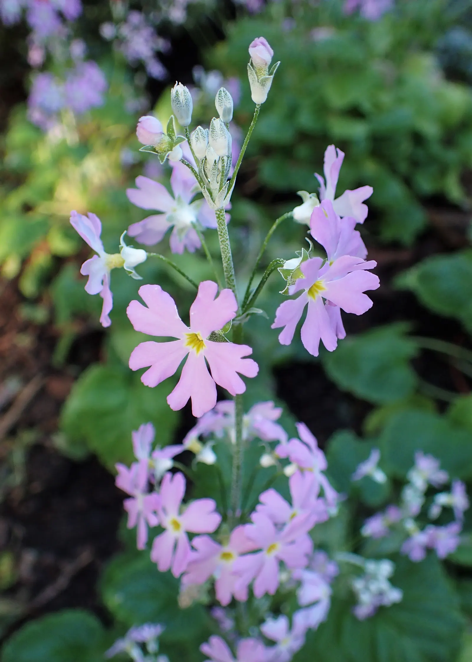 Fairy Or Baby Primrose (Primula Malacoides) — evoking a storybook charm that's sure to captivate onlookers