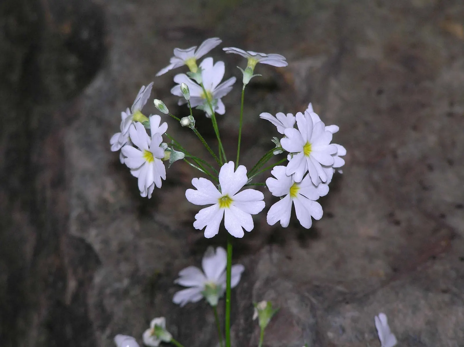 Fairy Or Baby Primrose (Primula Malacoides) — Its compact habit and charming blossoms provide a whimsical touch to woodland gardens and borders; or as an