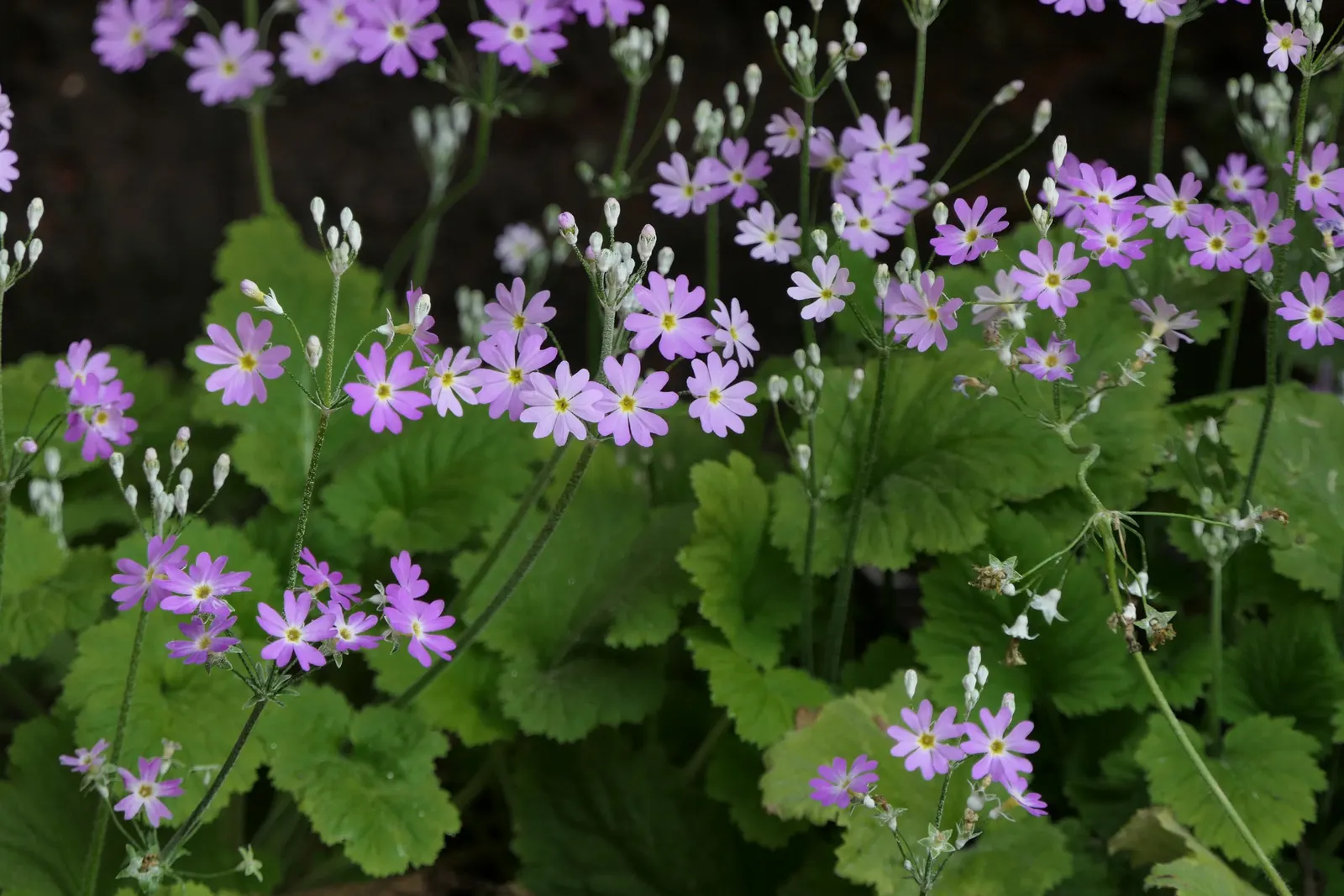 Fairy Or Baby Primrose (Primula Malacoides) — blooming early winter through spring; evoking a storybook charm that's sure to captivate onlookers