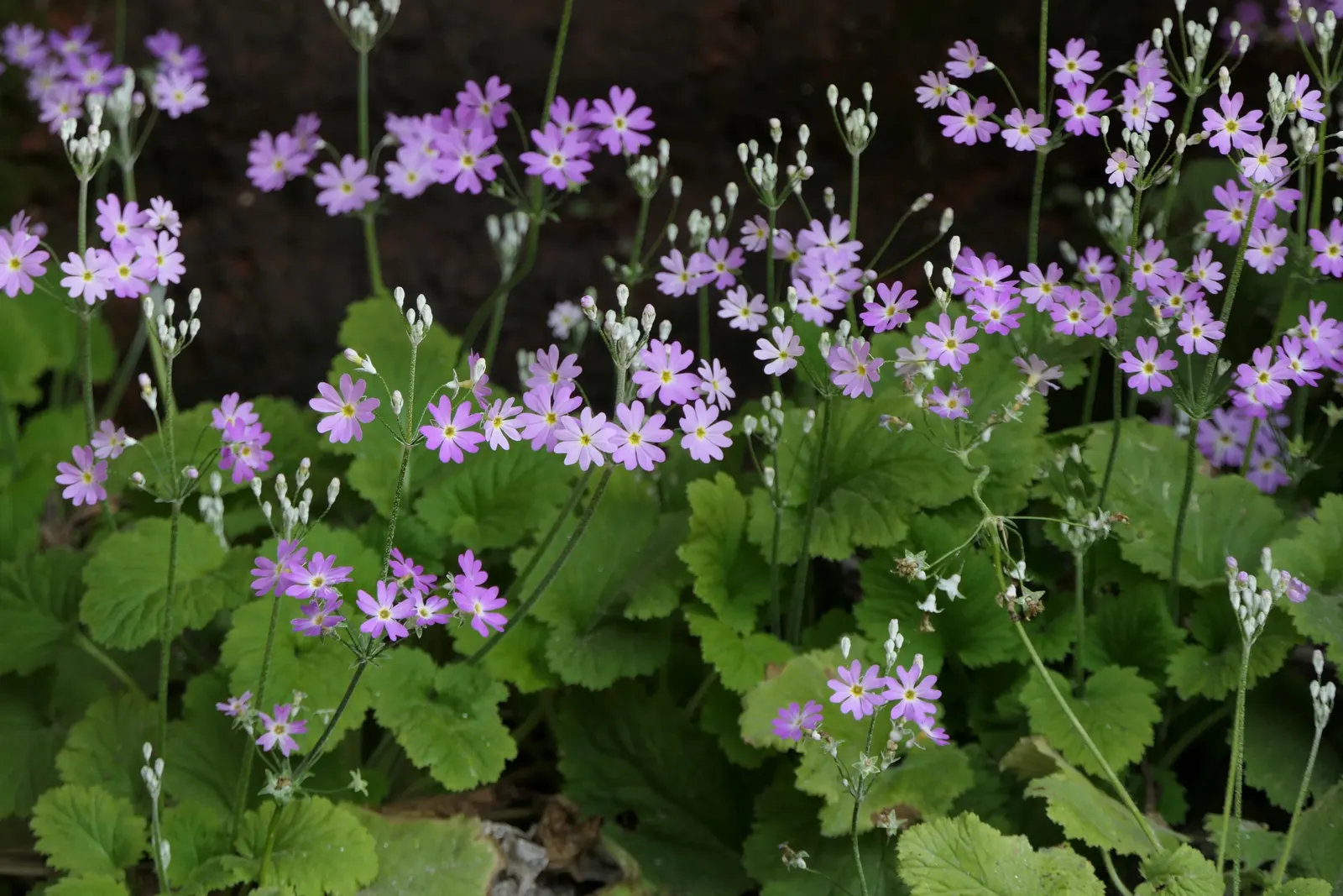 Fairy Or Baby Primrose (Primula Malacoides) — Its compact habit and charming blossoms provide a whimsical touch to woodland gardens and borders