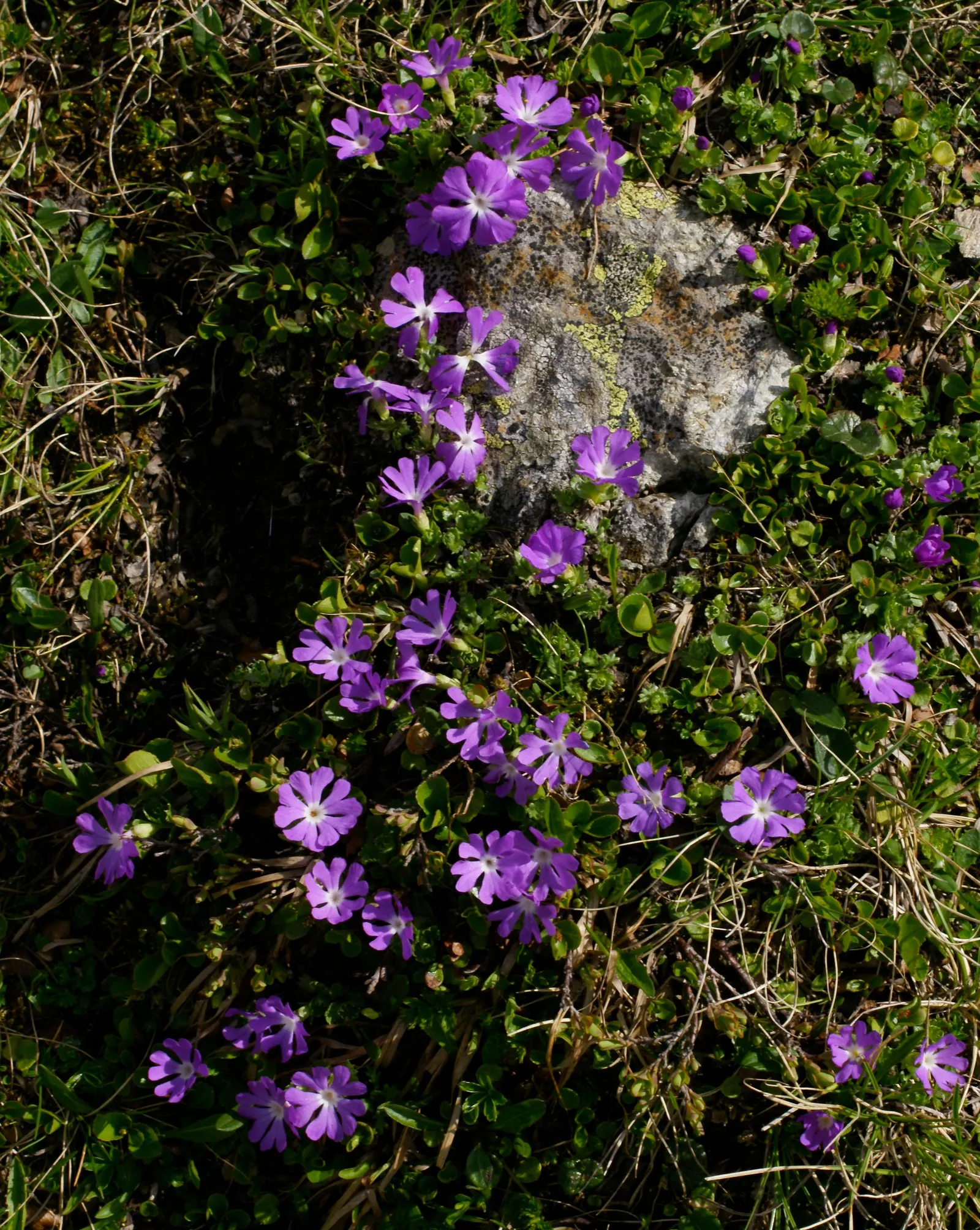 Fairy Or Baby Primrose (Primula Malacoides) — It displays layered tiers of dainty flowers; or as an understory plant in light woodland settings