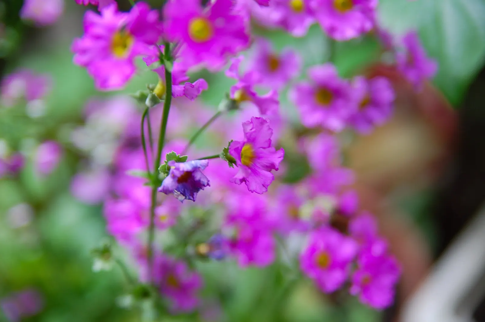 Fairy Or Baby Primrose (Primula Malacoides) — Preferring partial shade and moist, well-drained soil, it excels as an understory planting in zones 4-8