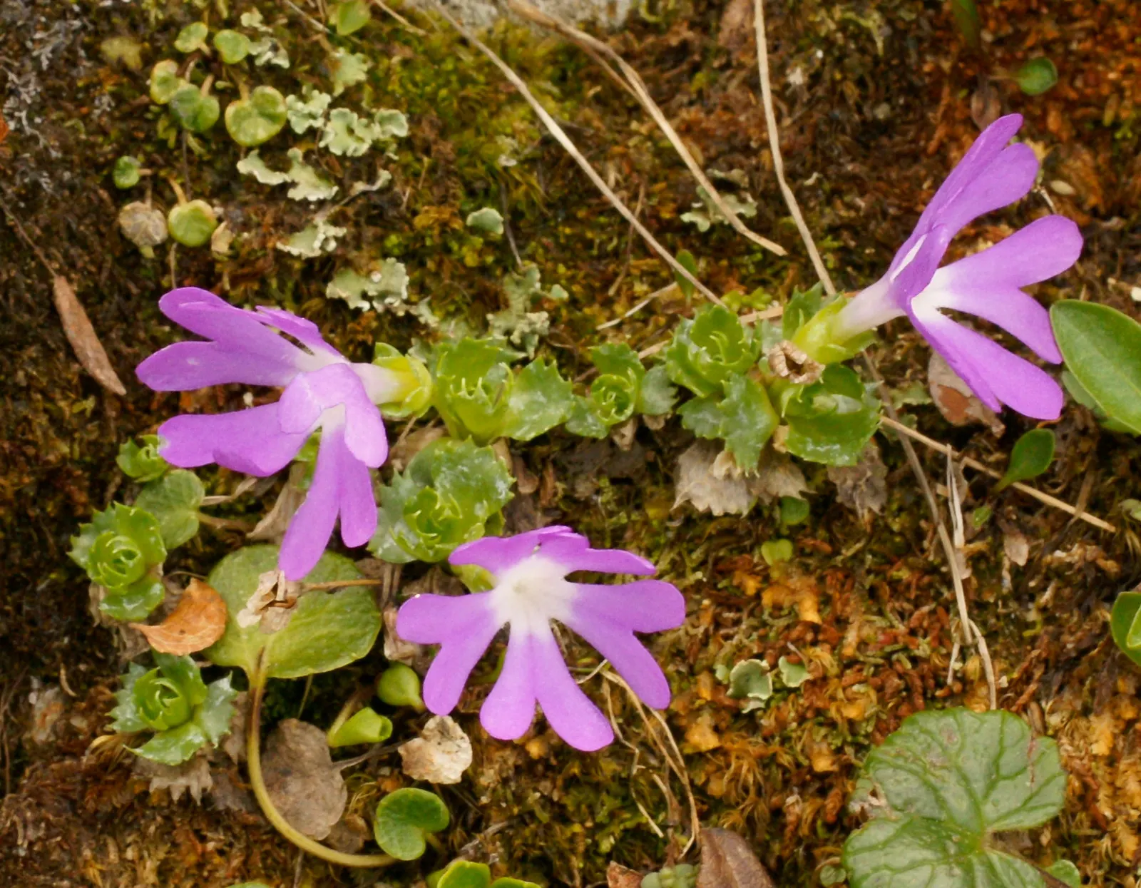 Fairy Or Baby Primrose (Primula Malacoides) — annual / perennial for half or shade