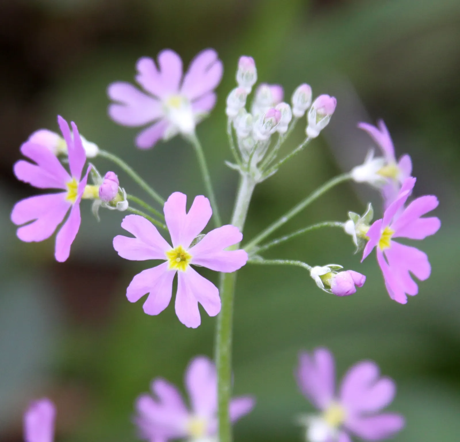 Fairy Or Baby Primrose (Primula Malacoides) — and are known to appear in succession from late winter through early spring