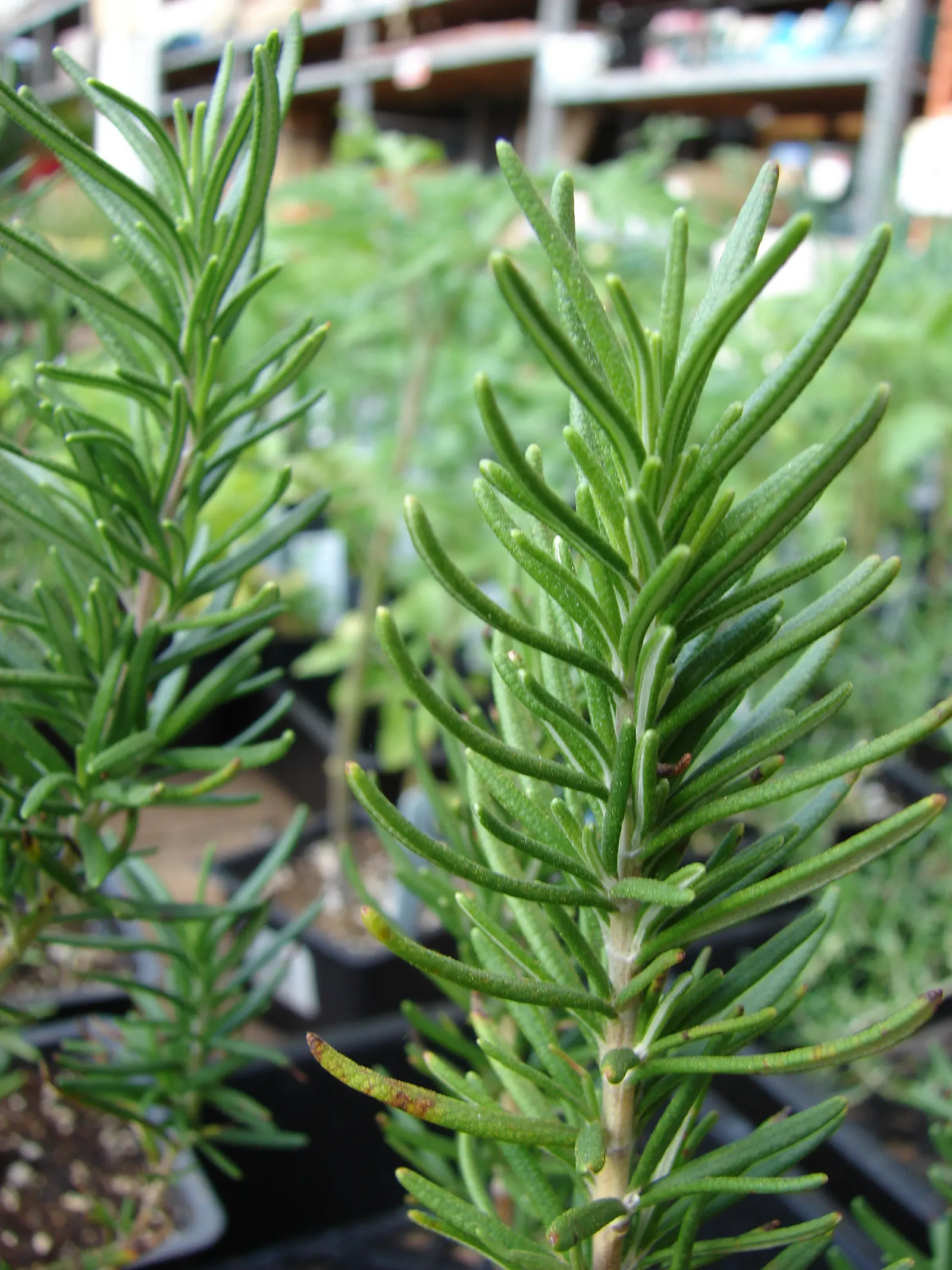 De Forest Rosemary (Salvia rosmarinus 'Lockwood De Forest') — The 'Lockwood De Forest' Rosemary