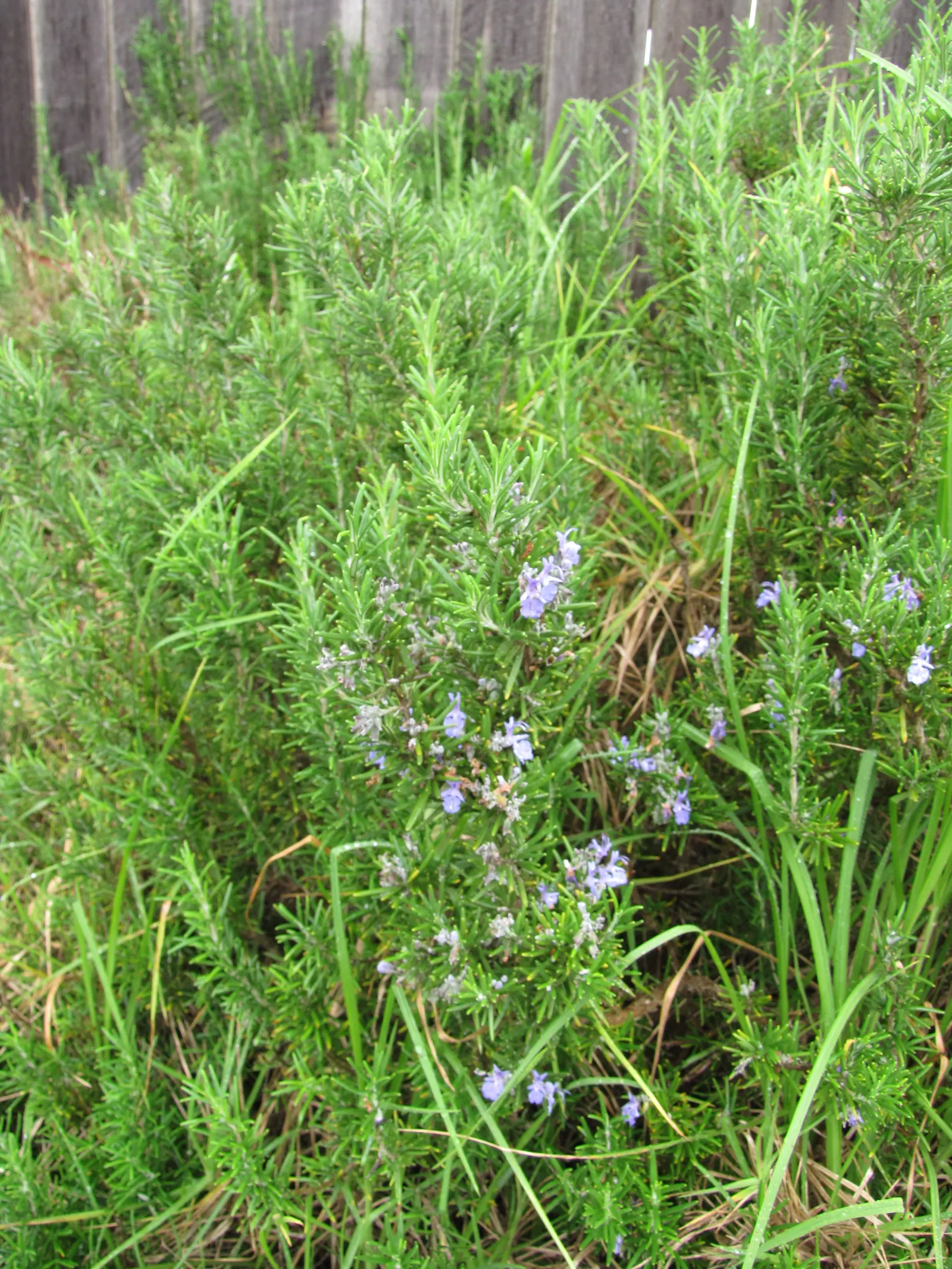 De Forest Rosemary (Salvia rosmarinus 'Lockwood De Forest') — Hardy and drought-tolerant, it's a low-maintenance choice for any landscape