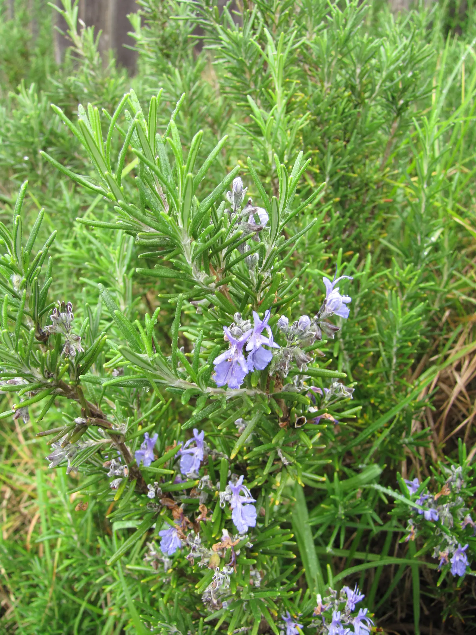 De Forest Rosemary (Salvia rosmarinus 'Lockwood De Forest') — it thrives in full sun with well-drained soil