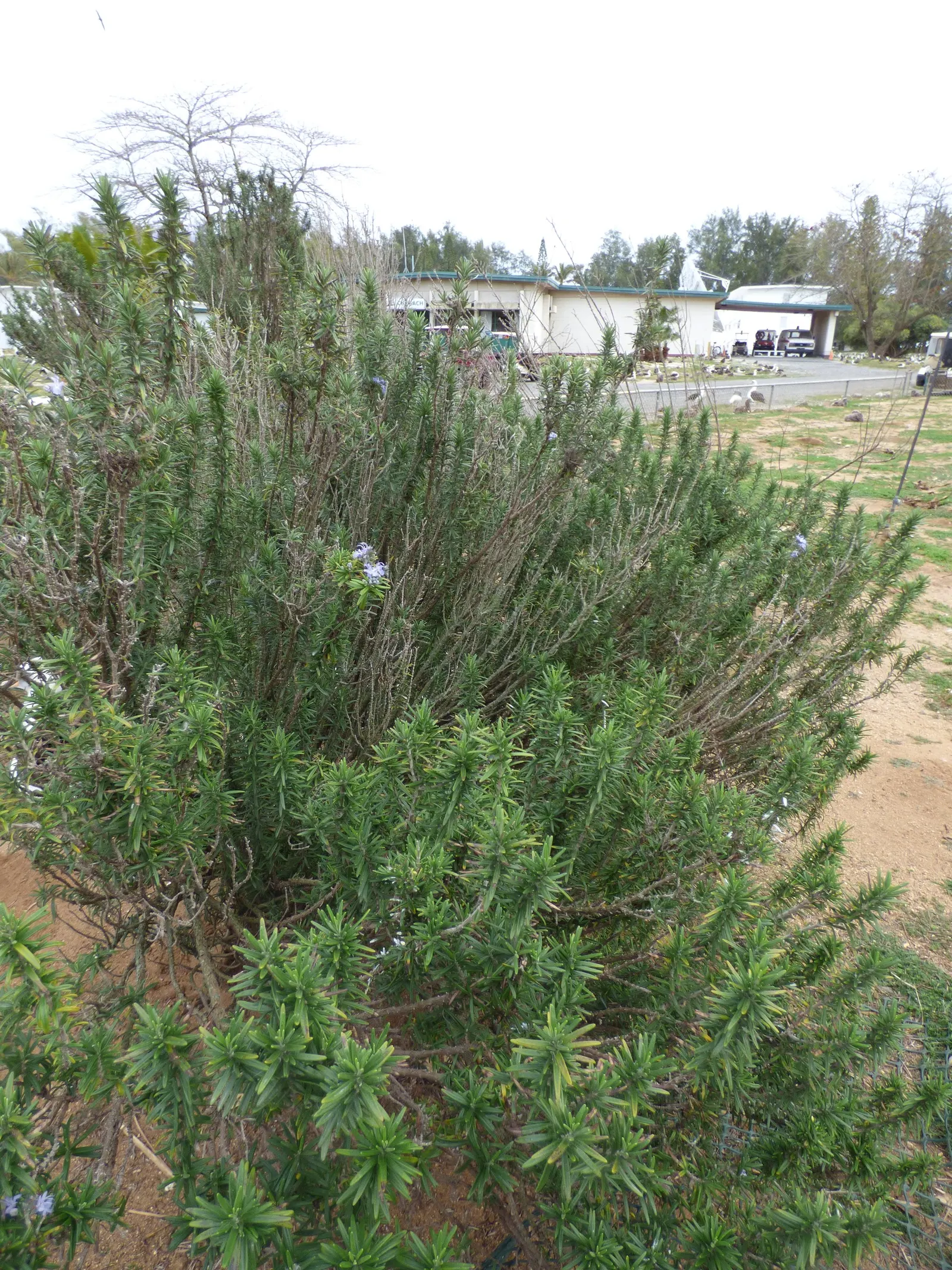 De Forest Rosemary (Salvia rosmarinus 'Lockwood De Forest') — is an evergreen shrub heralded for its aromatic foliage and versatility