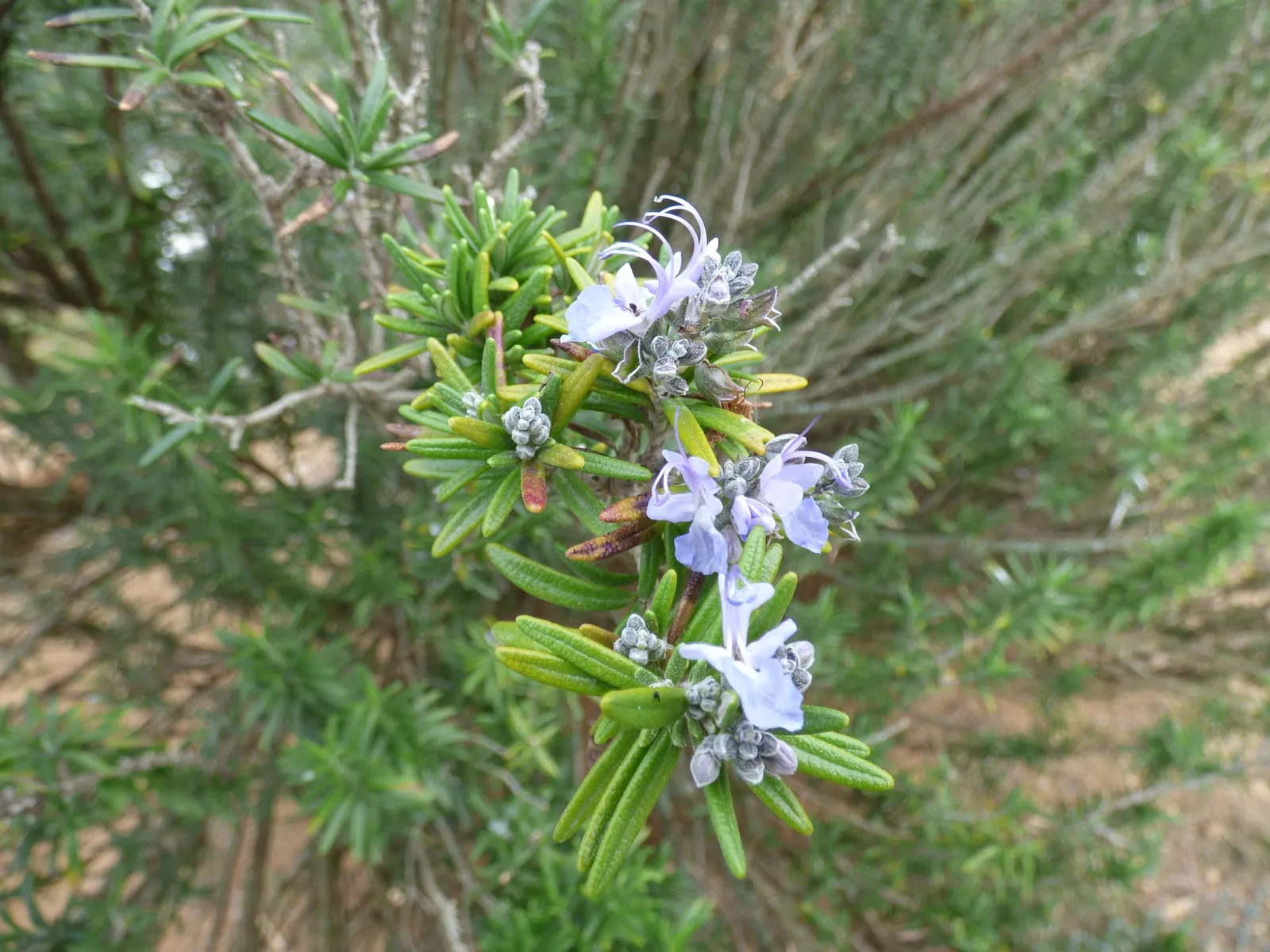 De Forest Rosemary (Salvia rosmarinus 'Lockwood De Forest') — with a spread of 4-8 feet