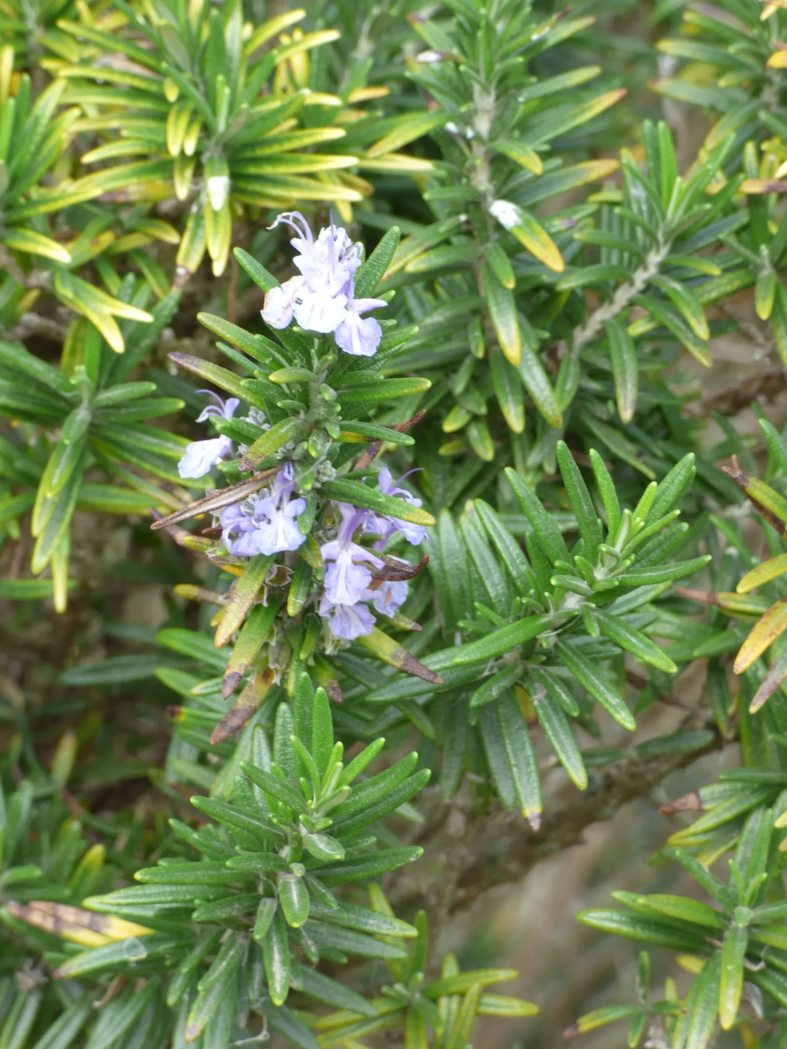 De Forest Rosemary (Salvia rosmarinus 'Lockwood De Forest') — blue flowers from winter to spring