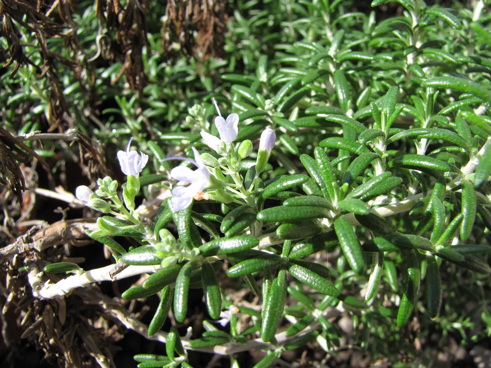 De Forest Rosemary (Salvia rosmarinus 'Lockwood De Forest') — and is perfect for hedges