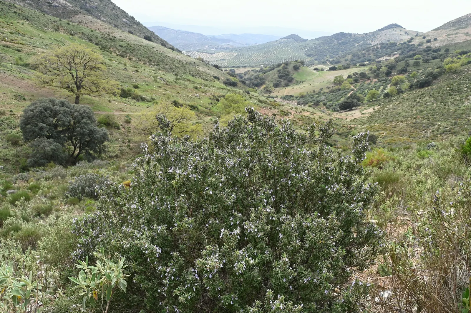 De Forest Rosemary (Salvia rosmarinus 'Lockwood De Forest') — dark green leaves emit a distinctive