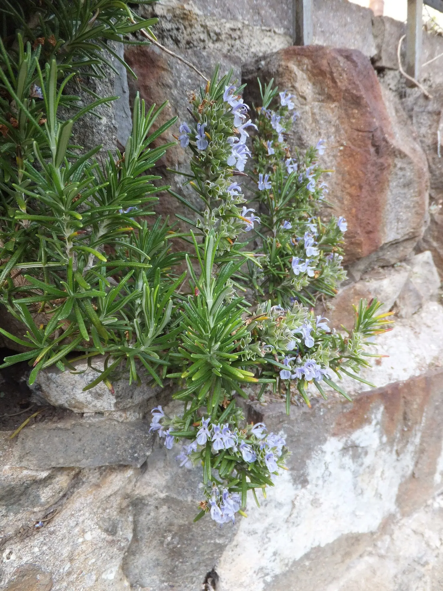 De Forest Rosemary (Salvia rosmarinus 'Lockwood De Forest') — enhancing its visual appeal and providing a delightful contrast against the foliage