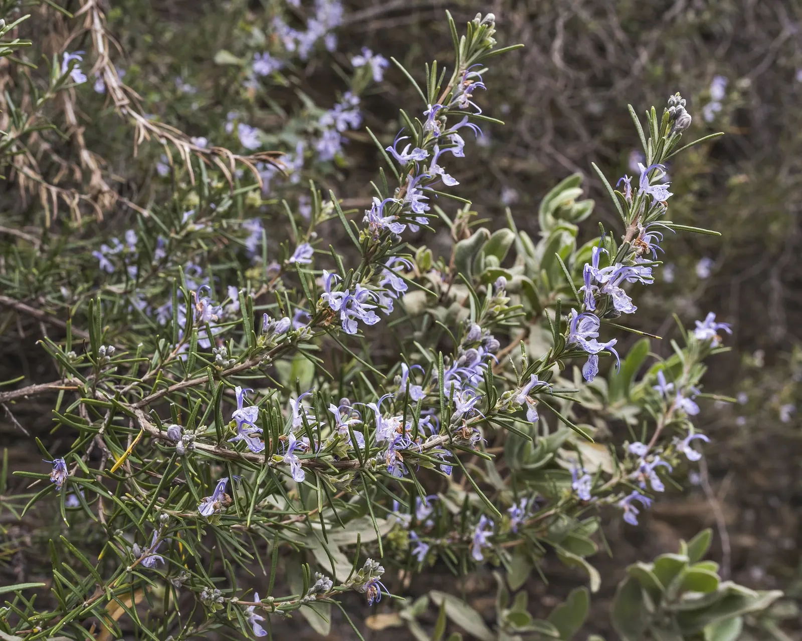 De Forest Rosemary (Salvia rosmarinus 'Lockwood De Forest') — scientifically named Rosmarinus officinalis 'Lockwood De Forest'