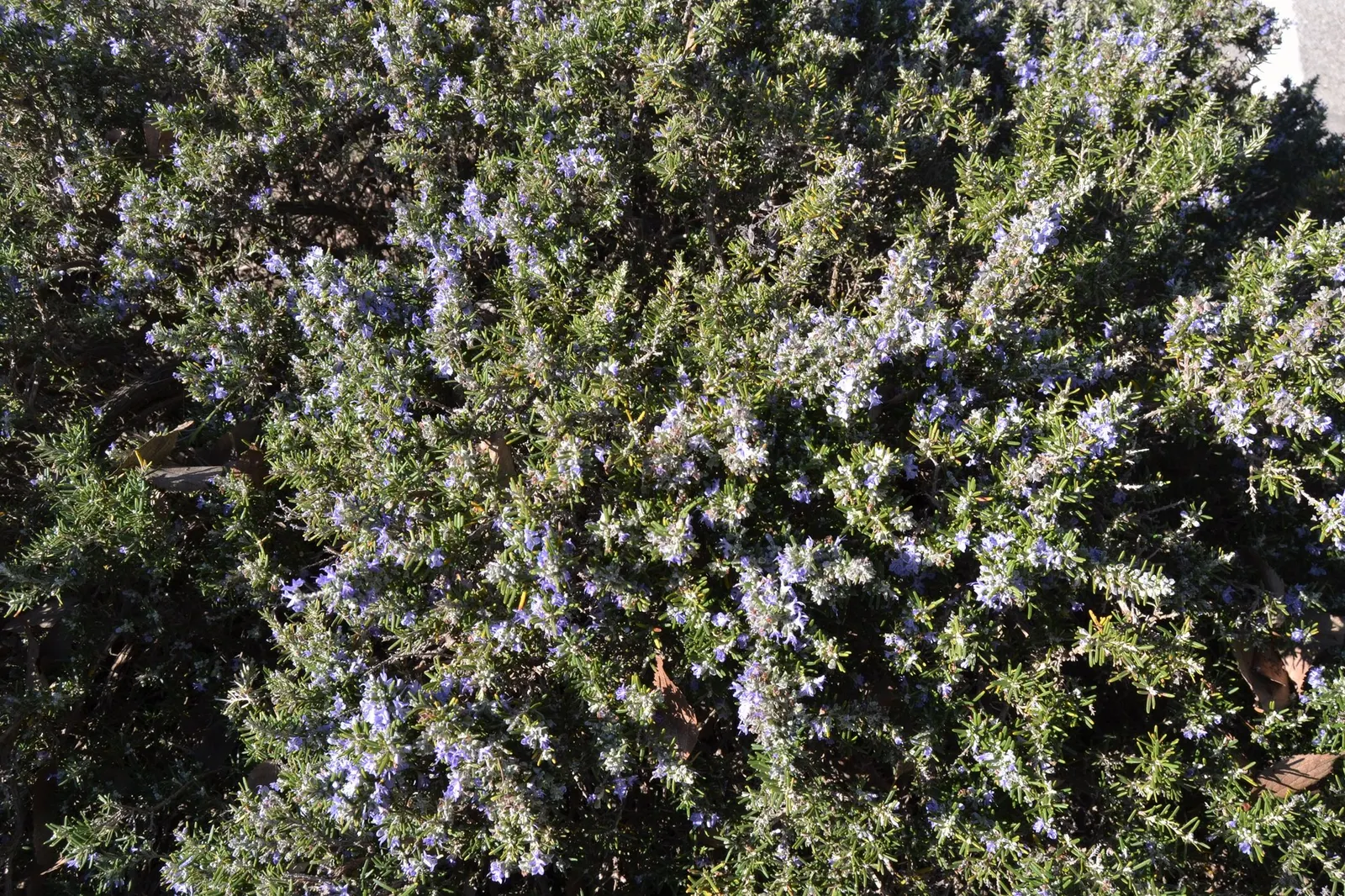 De Forest Rosemary (Salvia rosmarinus 'Lockwood De Forest') — consider its use as a ground cover