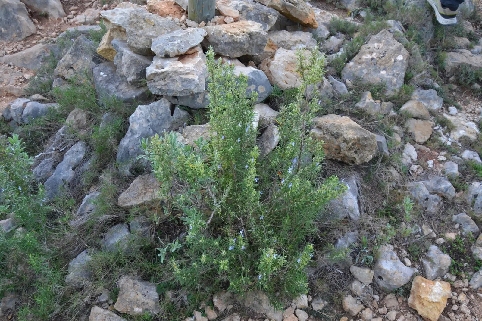 De Forest Rosemary (Salvia rosmarinus 'Lockwood De Forest') — Occasional pruning will maintain its shape and encourage denser growth
