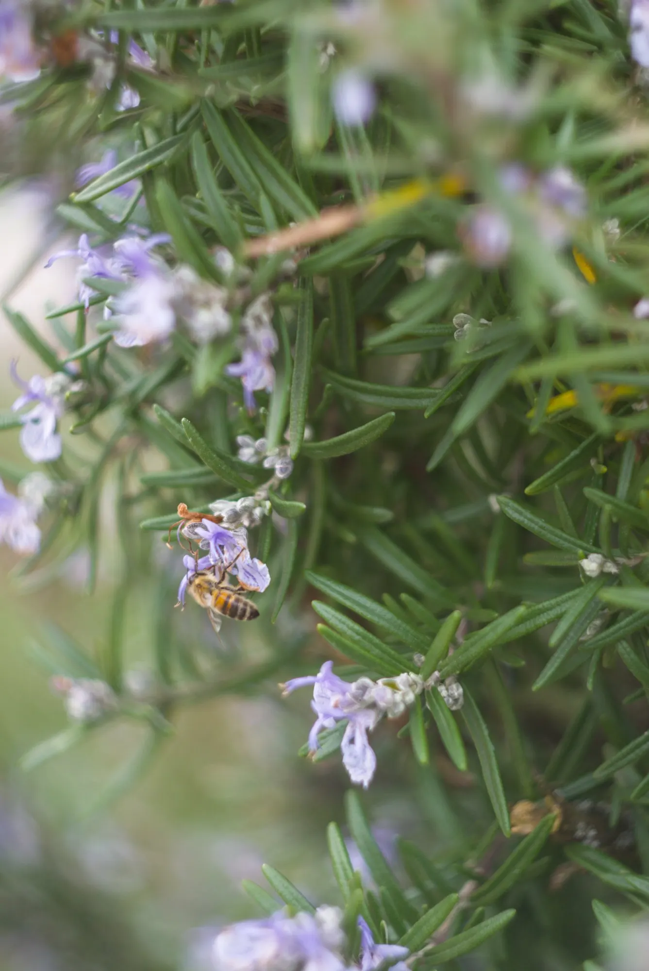 De Forest Rosemary (Salvia rosmarinus 'Lockwood De Forest') — is a versatile and aromatic evergreen shrub renowned for its ornamental and culinary attributes