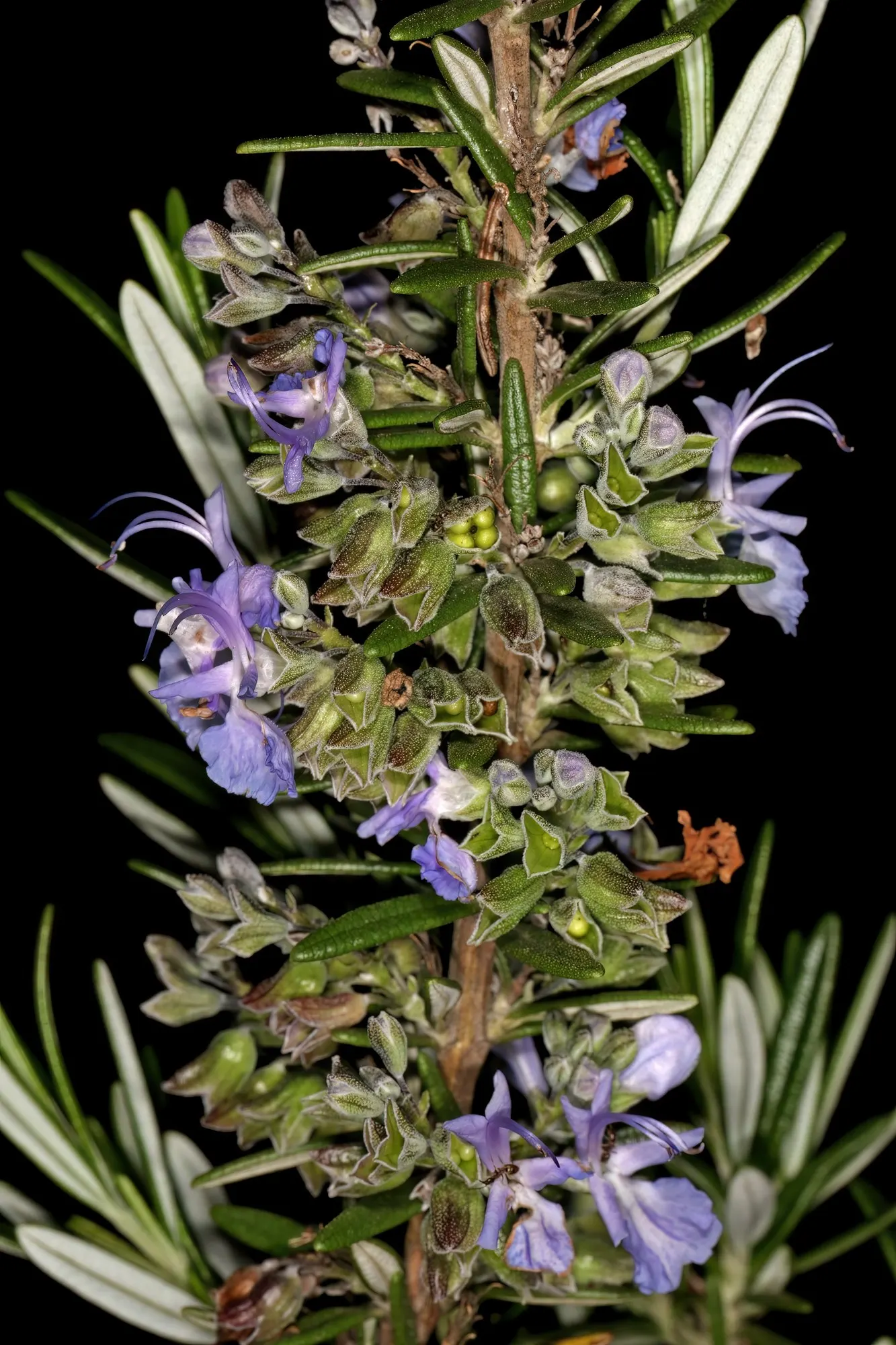 De Forest Rosemary (Salvia rosmarinus 'Lockwood De Forest') — the shrub is adorned with a profusion of pale blue to lavender flowers