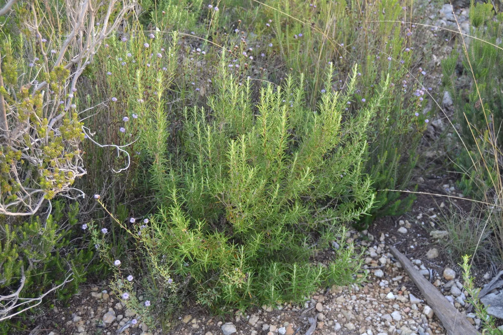 De Forest Rosemary (Salvia rosmarinus 'Lockwood De Forest') — When implementing this plant in your design