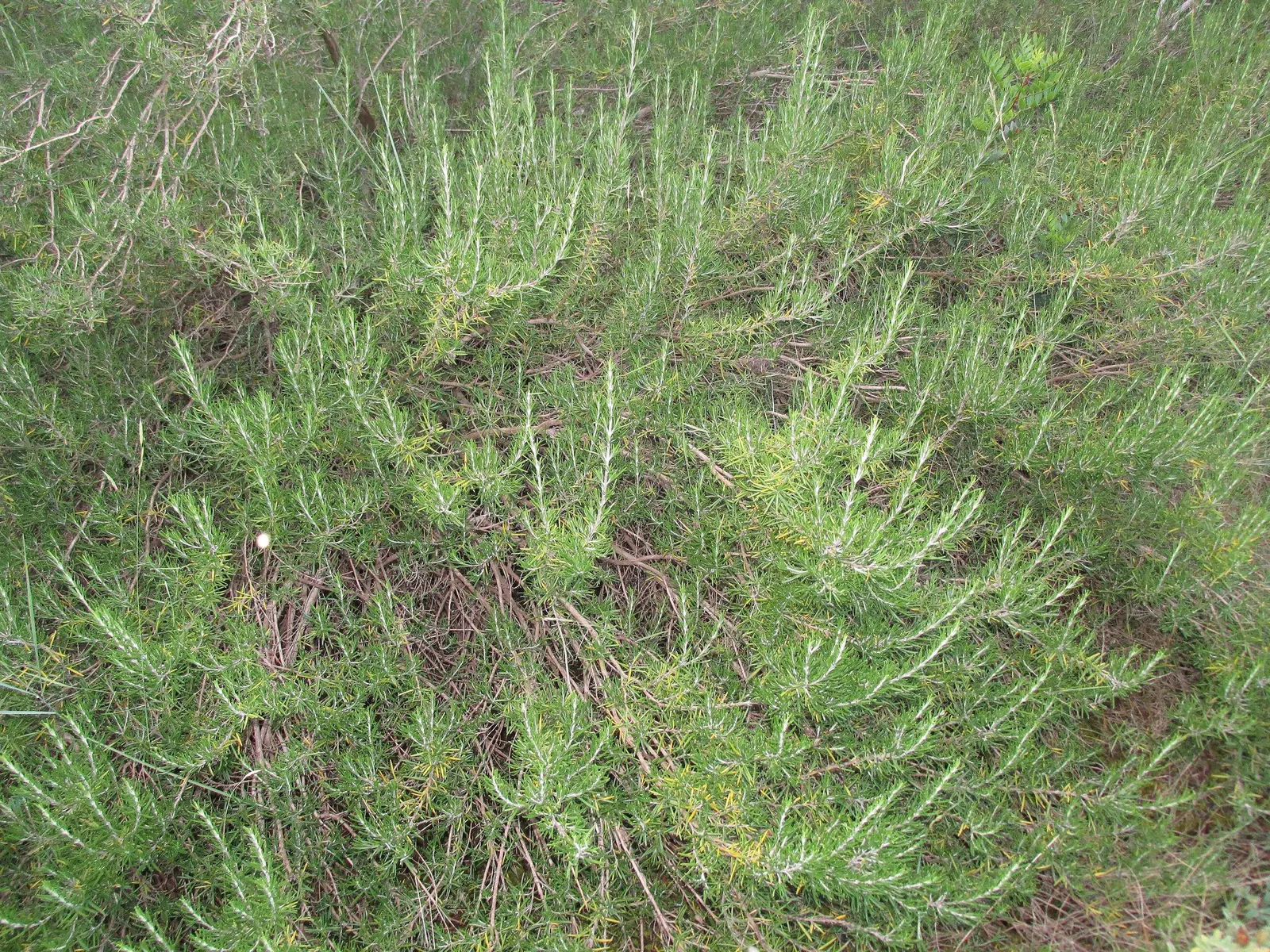 De Forest Rosemary (Salvia rosmarinus 'Lockwood De Forest') — Rosmarinus officinalis 'Lockwood De Forest' favors well-drained soil