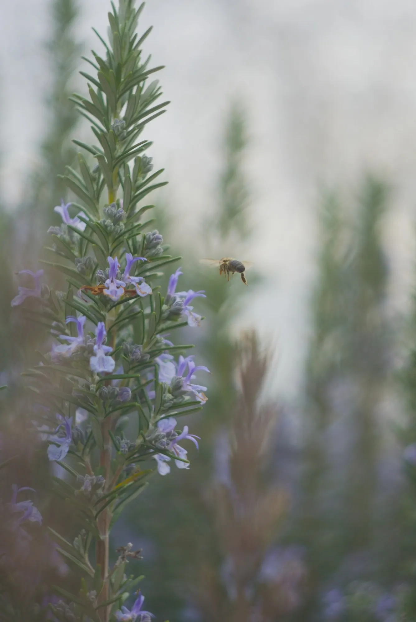 De Forest Rosemary (Salvia rosmarinus 'Lockwood De Forest') — is particularly noted for its robust growth habit and tolerance of various conditions