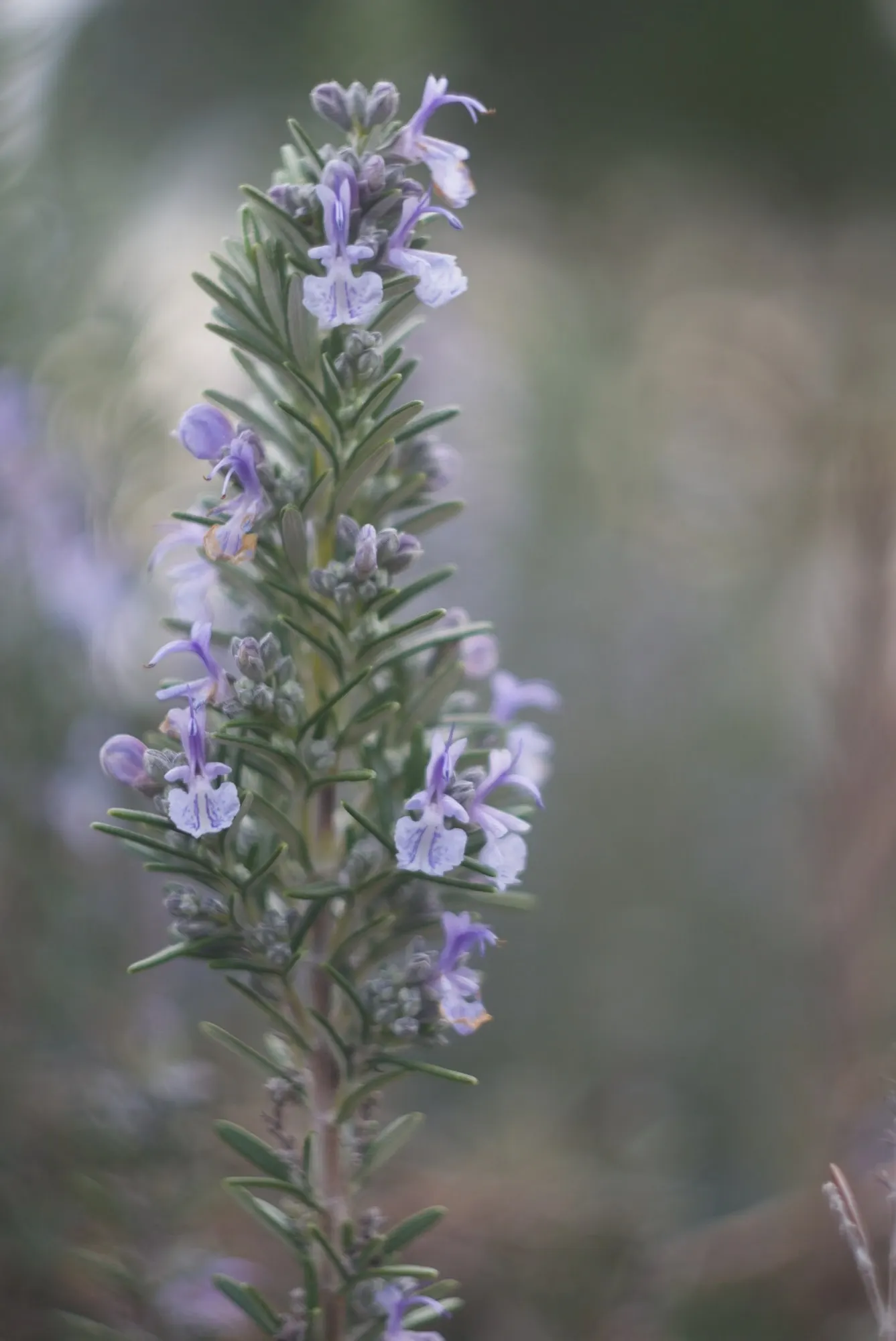 De Forest Rosemary (Salvia rosmarinus 'Lockwood De Forest') — assuming a prostrate or trailing growth form that elegantly spills over walls or cascades down