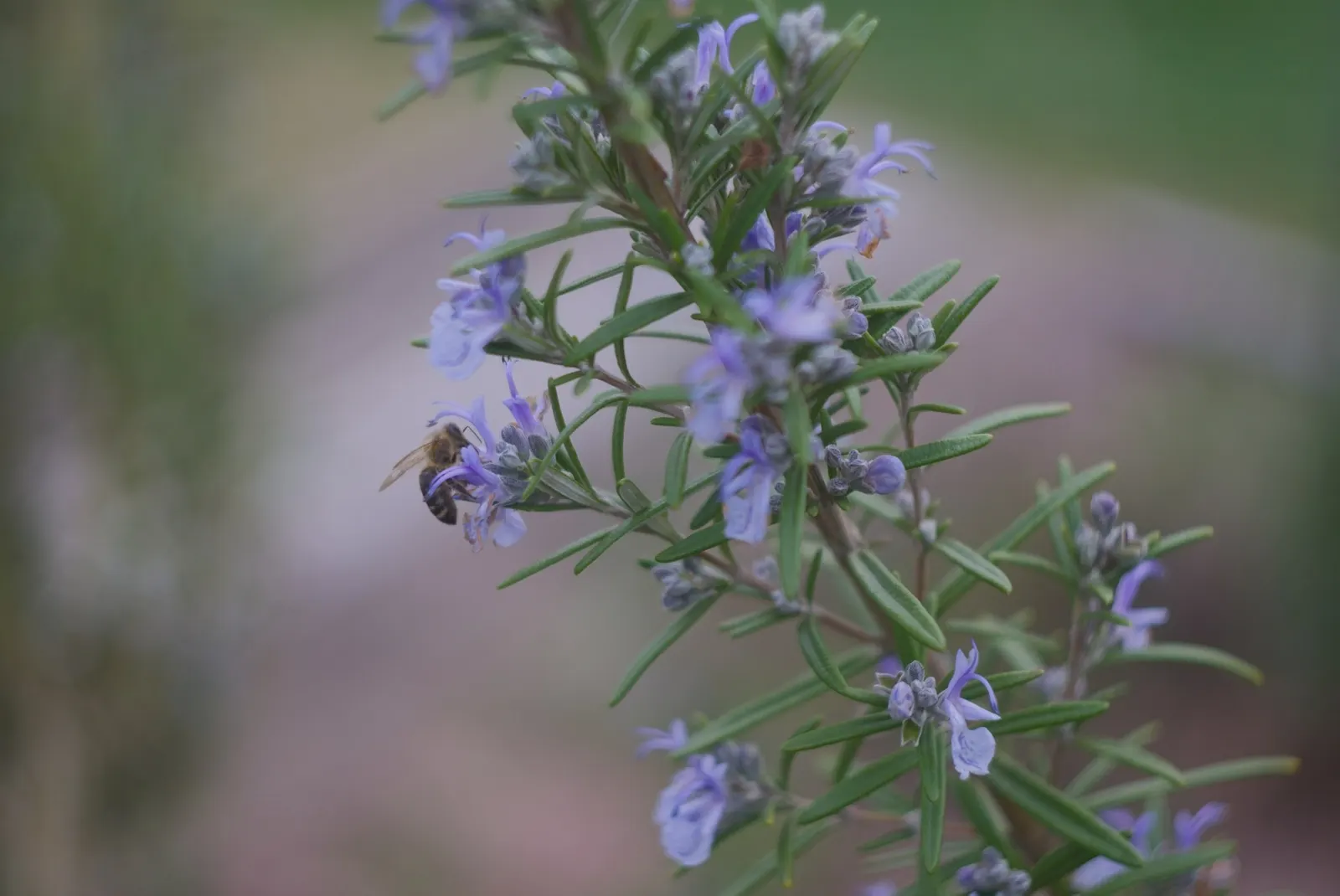 De Forest Rosemary (Salvia rosmarinus 'Lockwood De Forest') — making it a viable choice for diverse landscape designs.<br><br>Typically