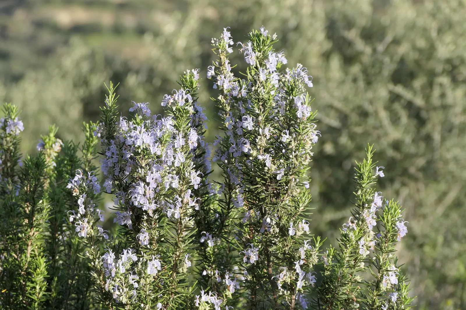 De Forest Rosemary (Salvia rosmarinus 'Lockwood De Forest') — pungent scent when crushed