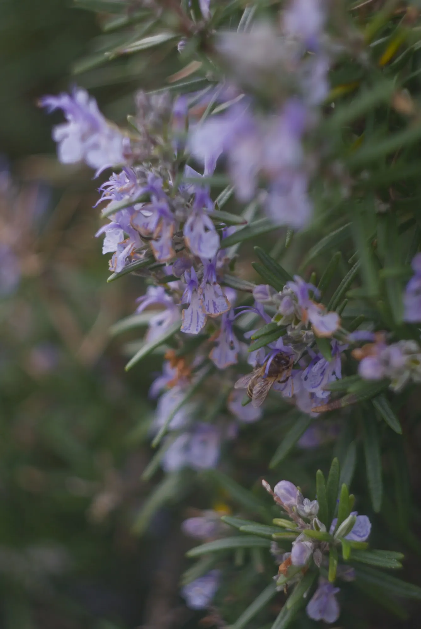 De Forest Rosemary (Salvia rosmarinus 'Lockwood De Forest') — the Lockwood De Forest Rosemary reaches a height of 2 to 3 feet and can spread approximately 4 to