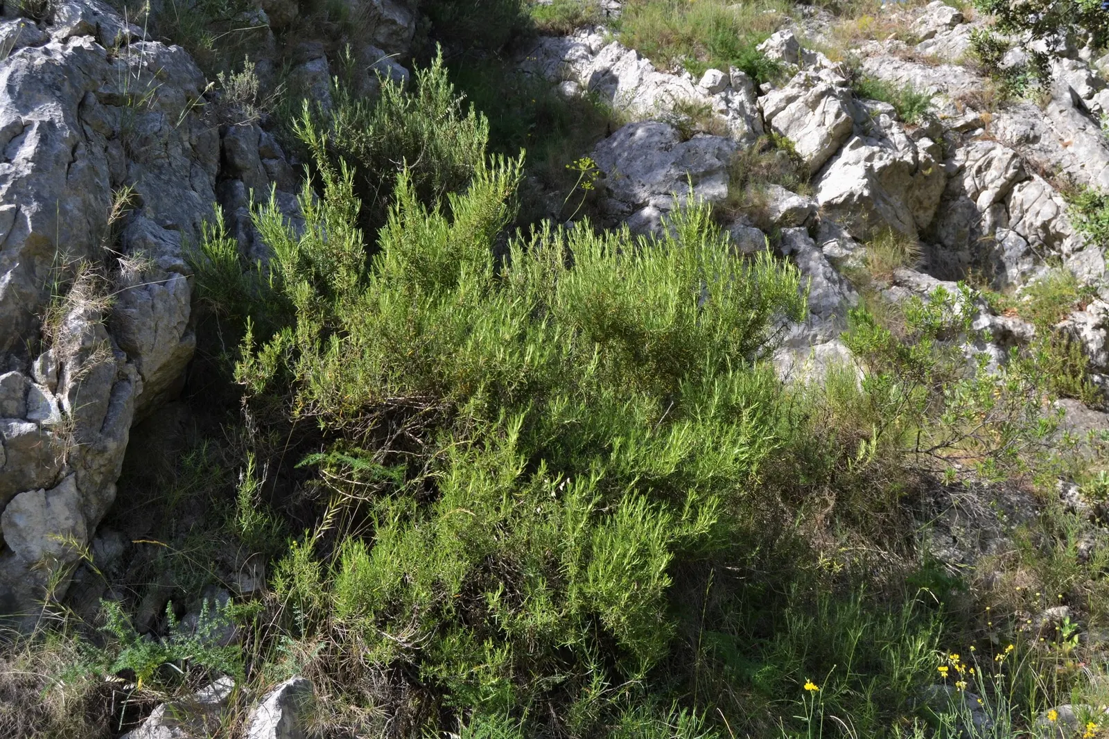 De Forest Rosemary (Salvia rosmarinus 'Lockwood De Forest') — or as a fragrant addition along walkways