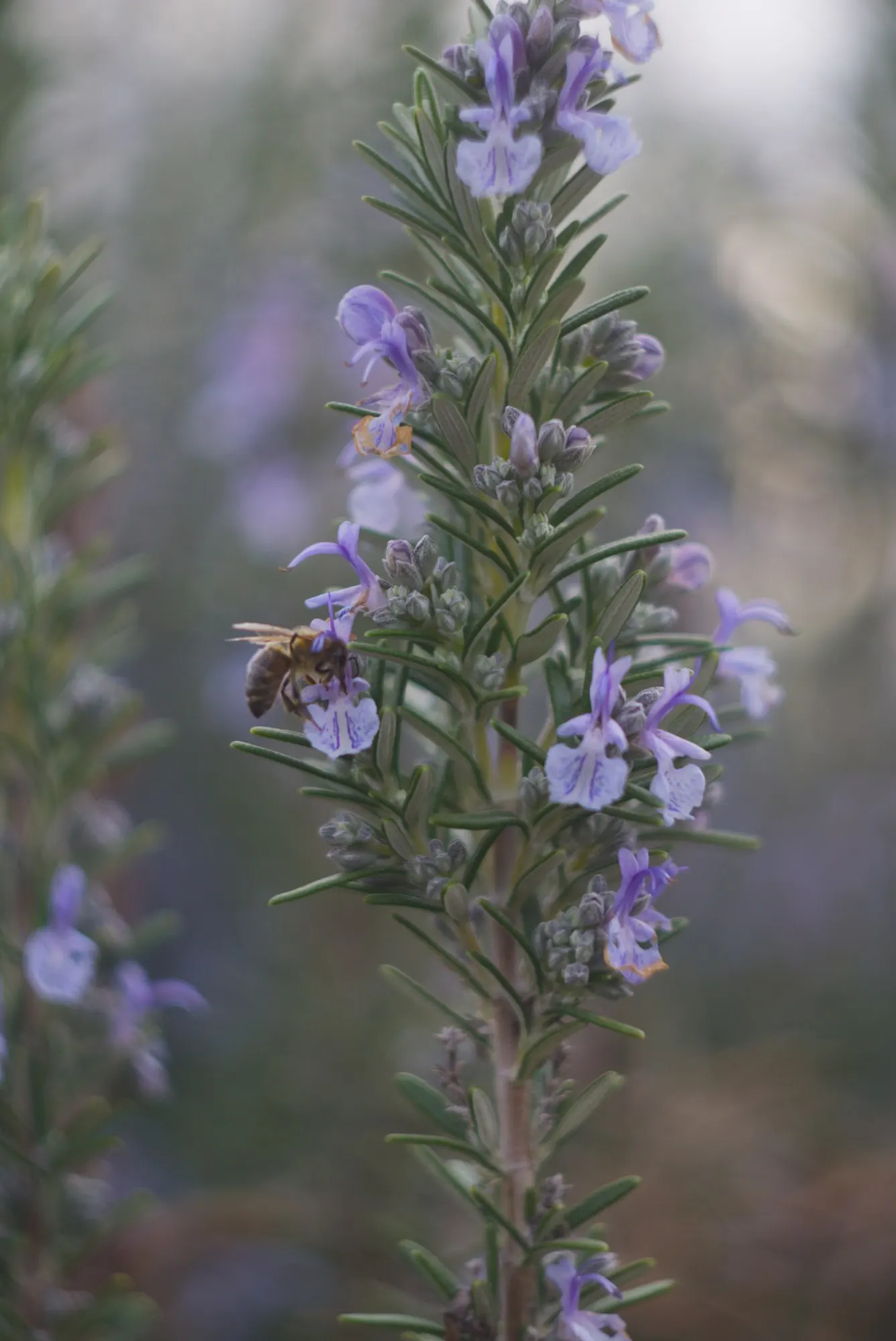 De Forest Rosemary (Salvia rosmarinus 'Lockwood De Forest') — a member of the Lamiaceae family