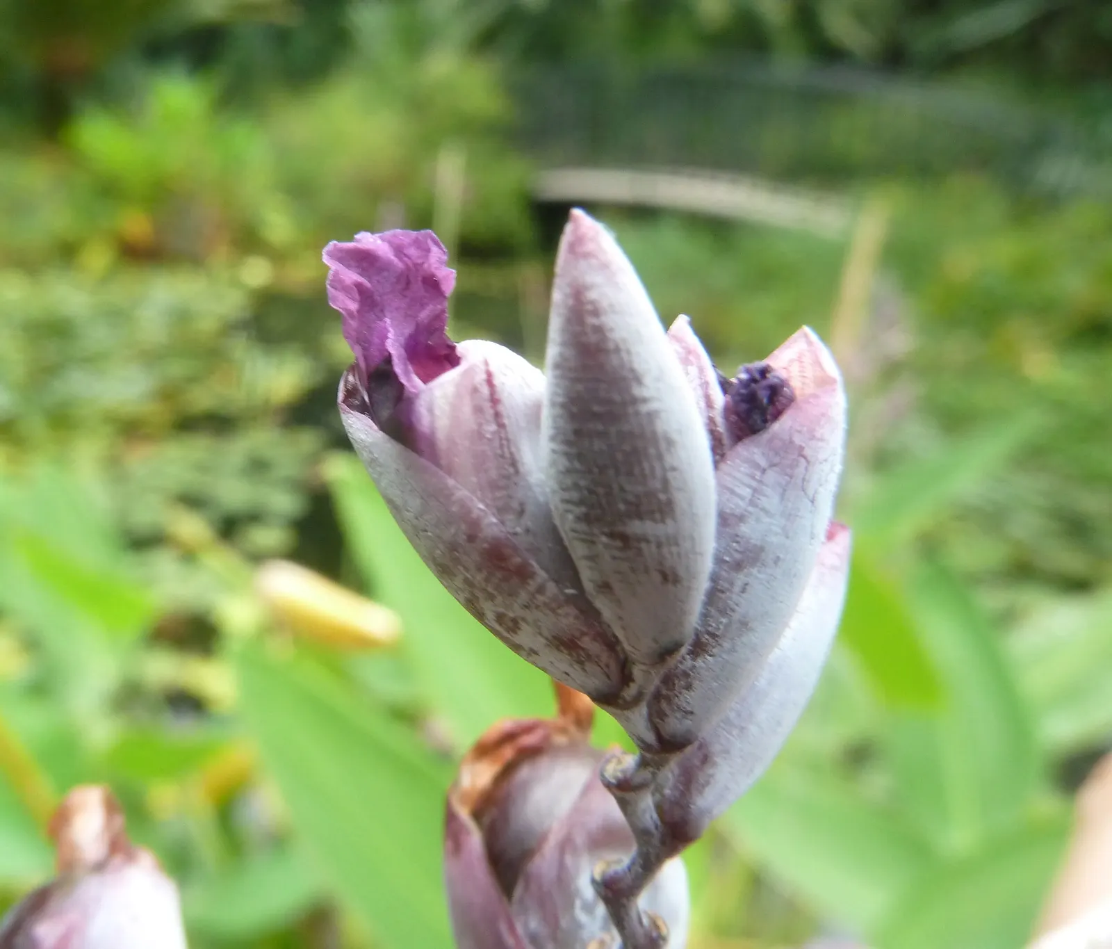 Pretoria Canna Lily (Canna 'Pretoria') — the flower stalks can reach an impressive height of about 4 to 6 feet