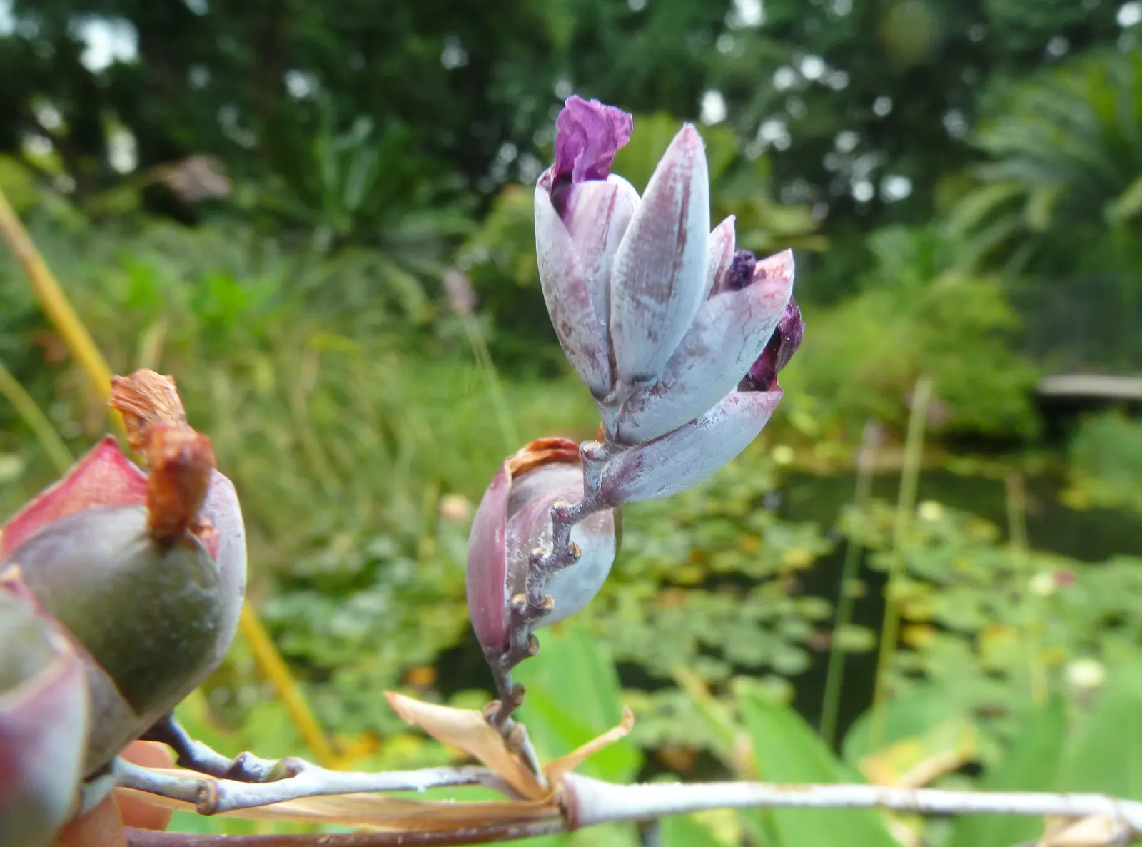Pretoria Canna Lily (Canna 'Pretoria') — the rhizomes can be lifted and stored during winter to be replanted the following spring