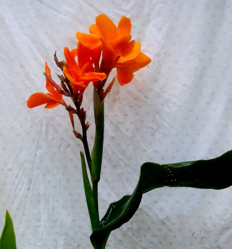 Pretoria Canna Lily (Canna 'Pretoria') — Winter dormant, it emerges with vigor in spring