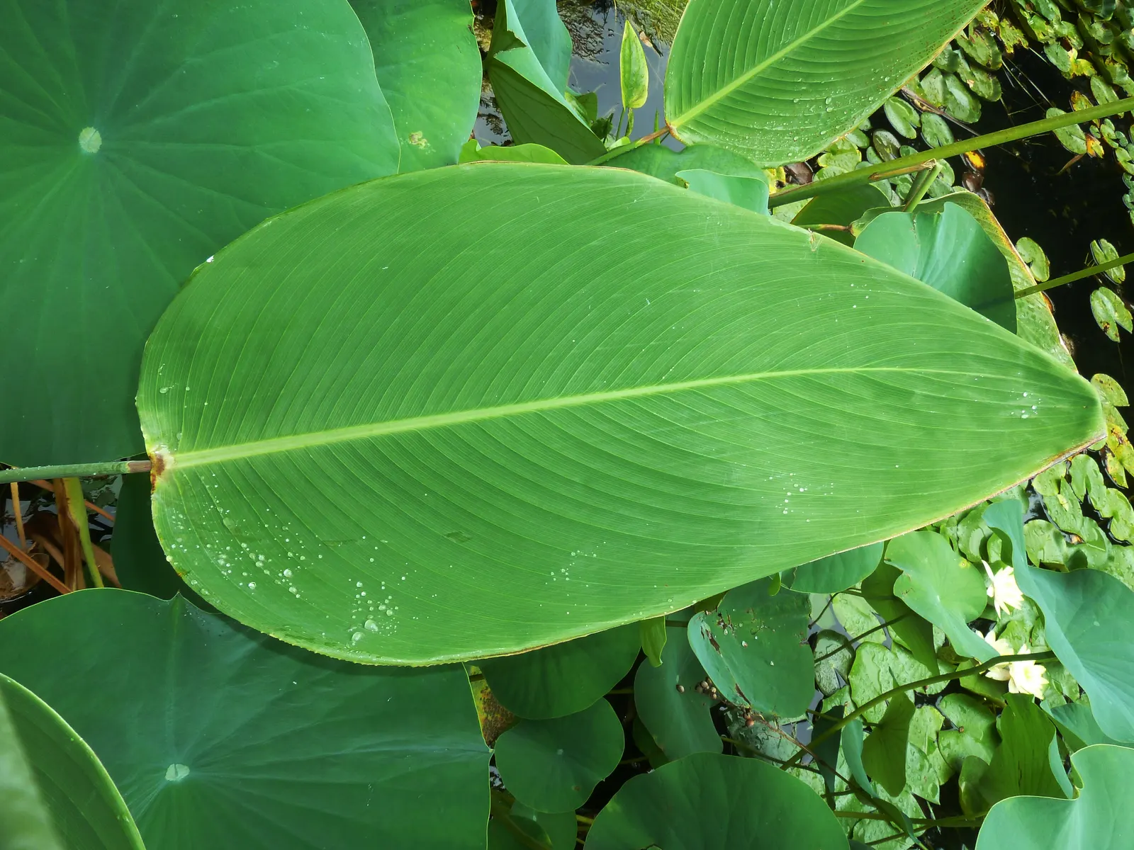 Pretoria Canna Lily (Canna 'Pretoria') — It is also known to be heat tolerant