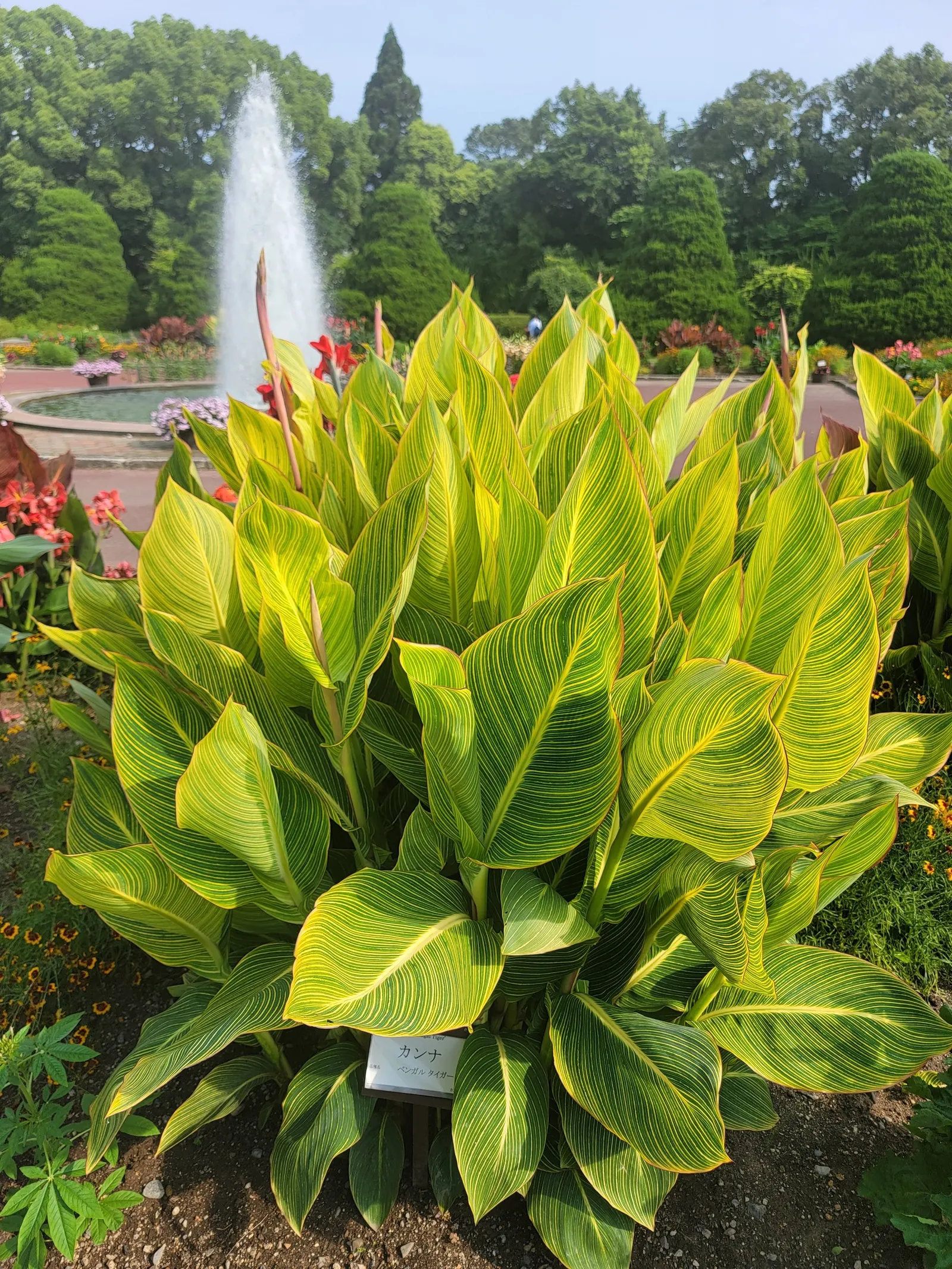 Pretoria Canna Lily (Canna 'Pretoria') — making it an excellent selection for warmer climates or sun-drenched areas of a garden
