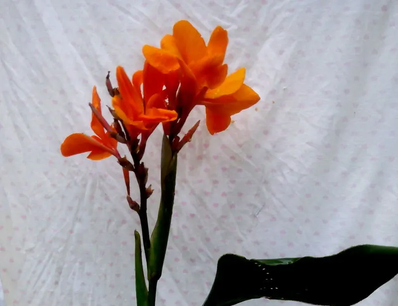 Pretoria Canna Lily (Canna 'Pretoria') — Its vibrant orange blossoms create a spectacular display atop 4 to 6-foot tall stalks