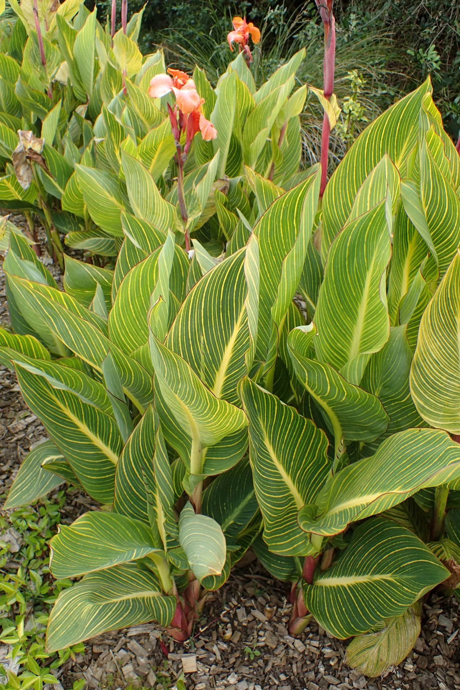 Pretoria Canna Lily (Canna 'Pretoria') — creating a spectacular visual impact